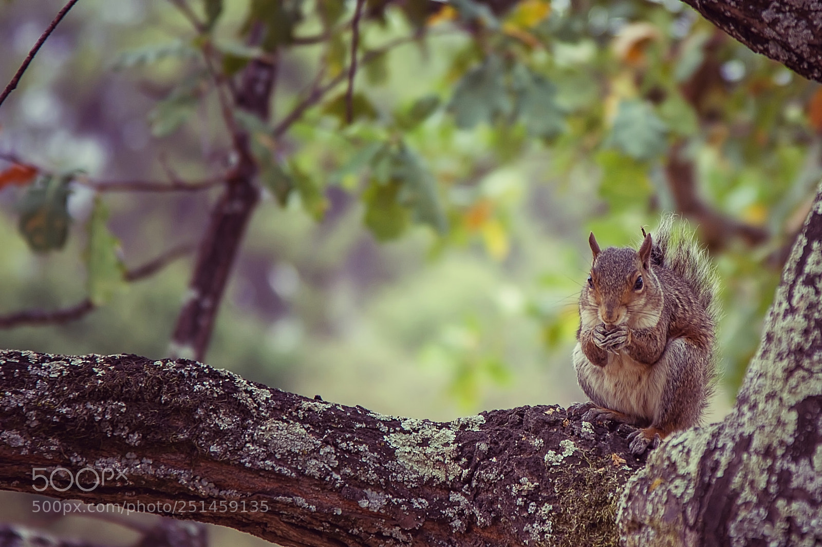 Canon EOS 7D sample photo. Squirrel photography