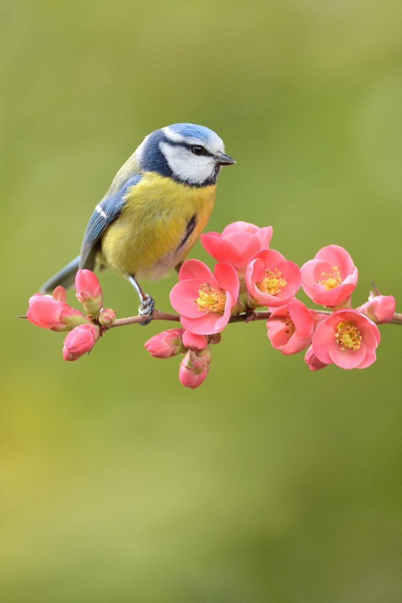 Nikon AF-S Nikkor 300mm F4D ED-IF sample photo. Spring's here! photography