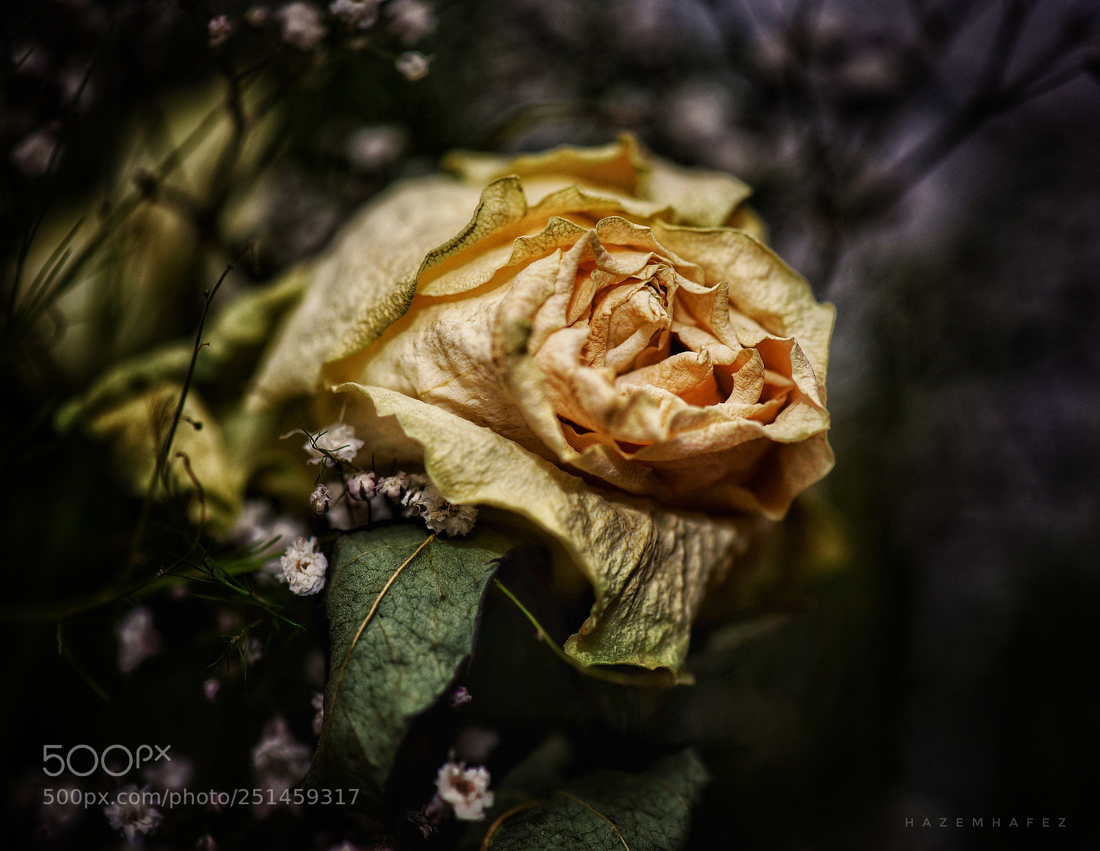 Nikon D610 sample photo. The end photography