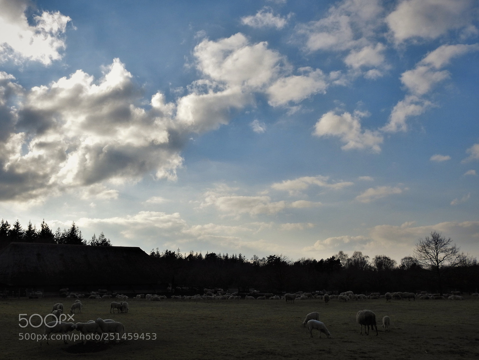 Nikon Coolpix P900 sample photo. Sheep in the early photography