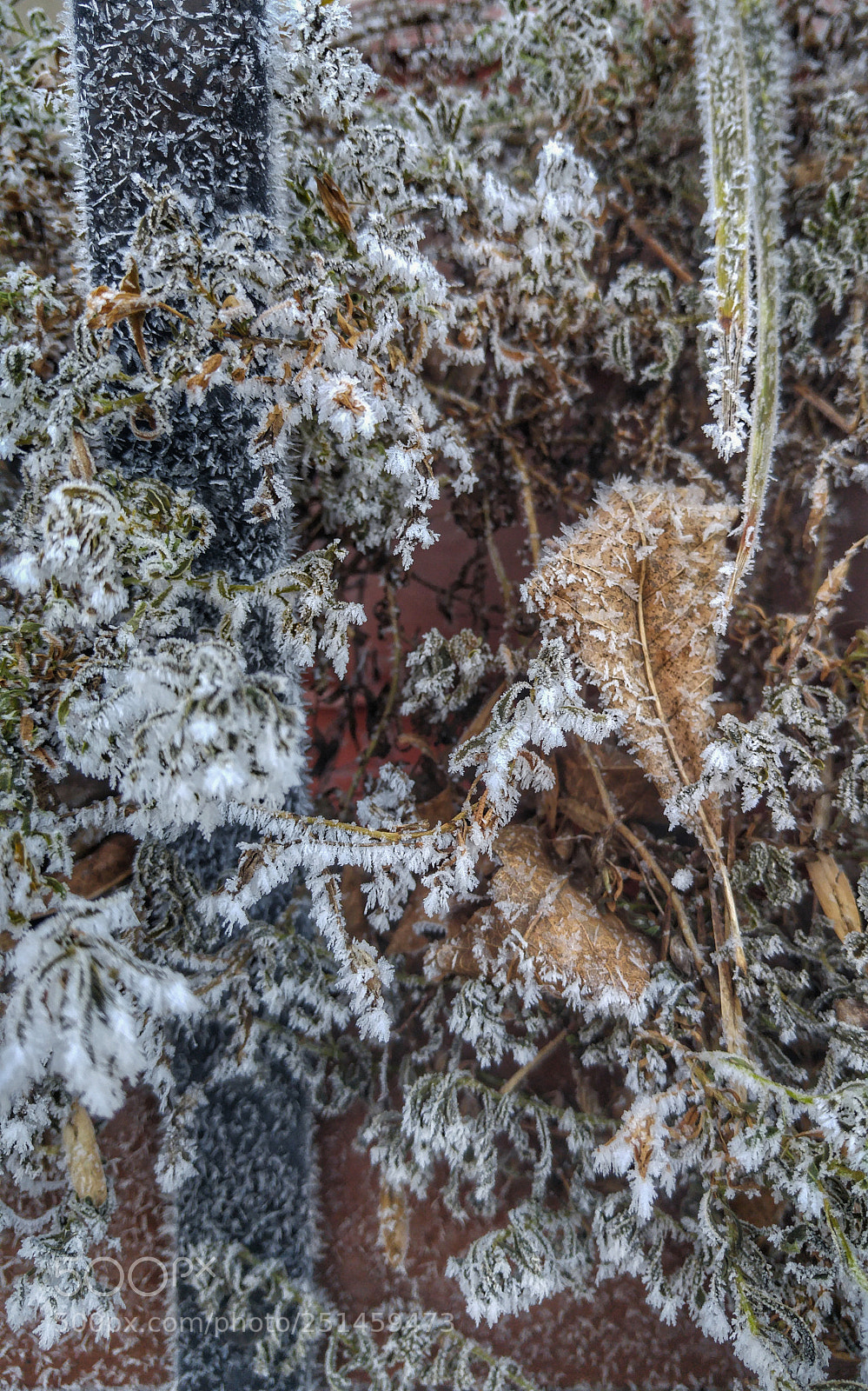 LG G4 sample photo. Frost photography