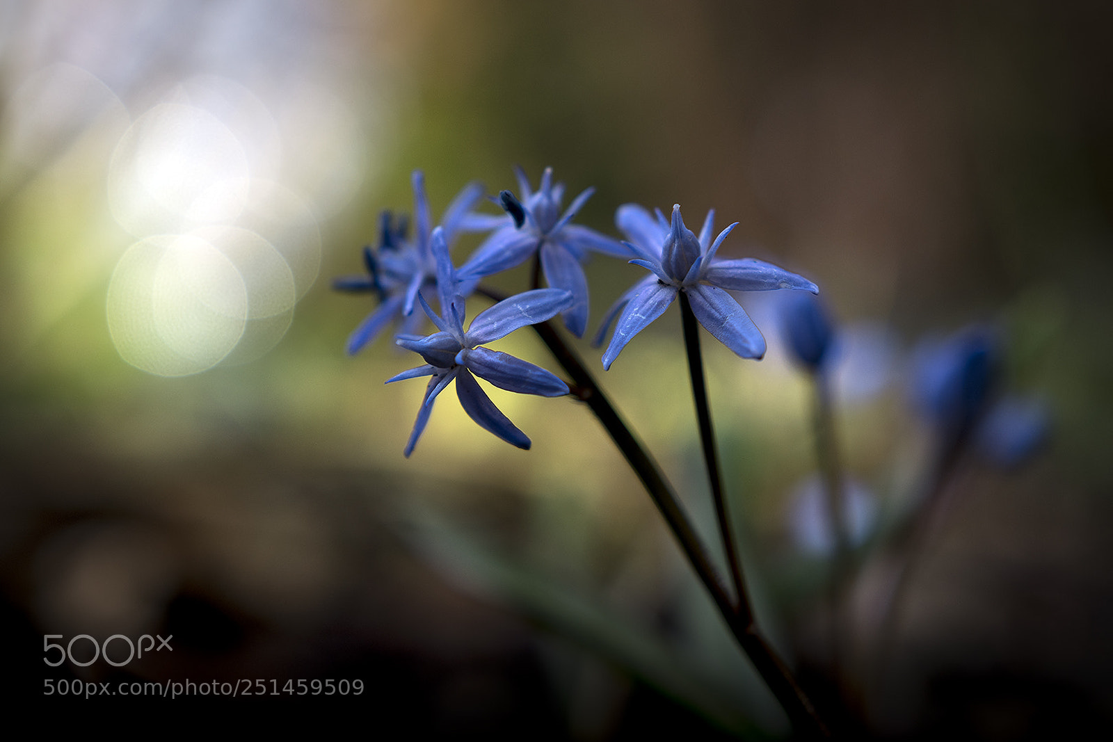 Nikon D5500 sample photo. Sring mood photography