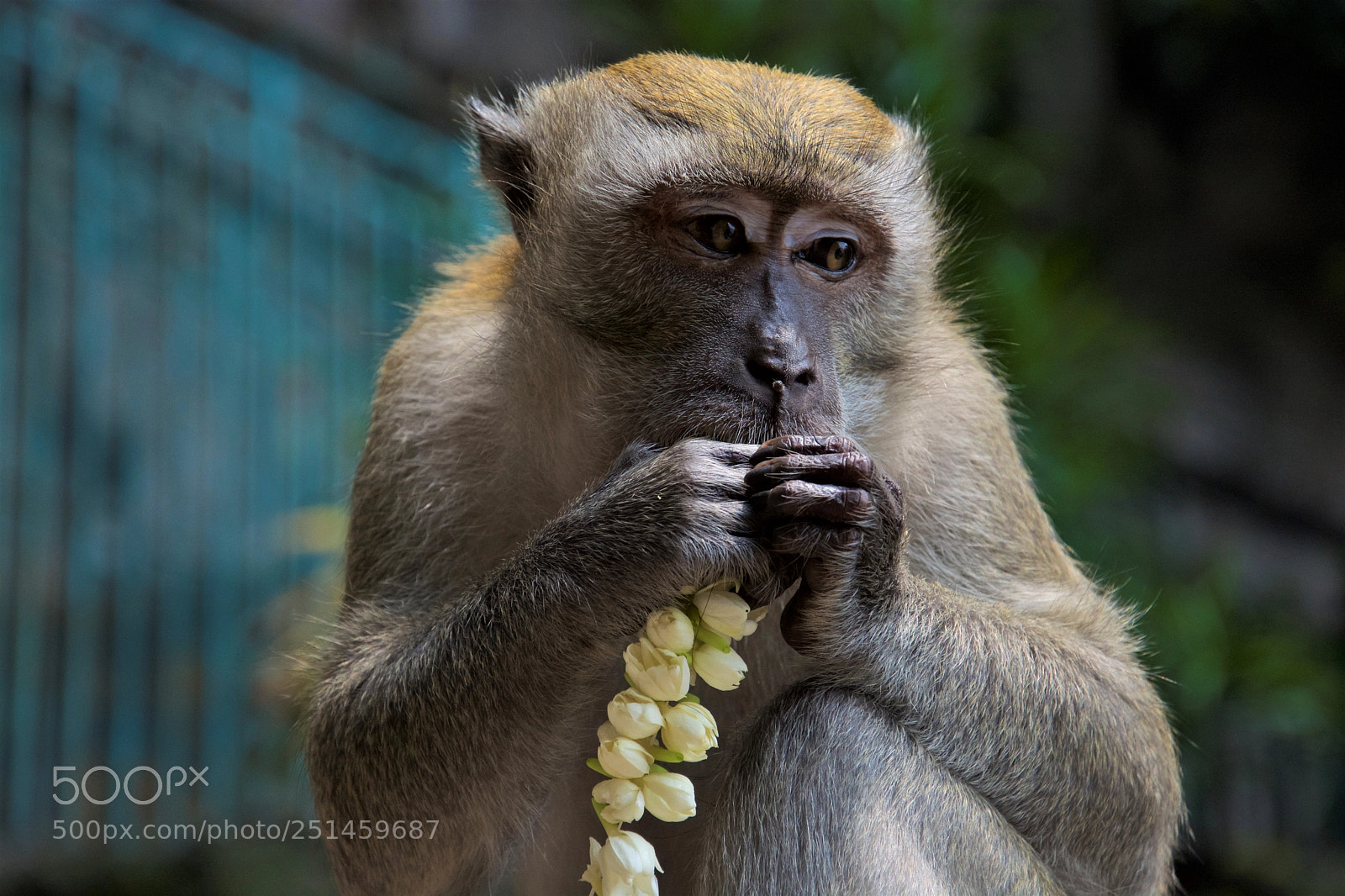 Nikon D7100 sample photo. Monkeys' eating photography