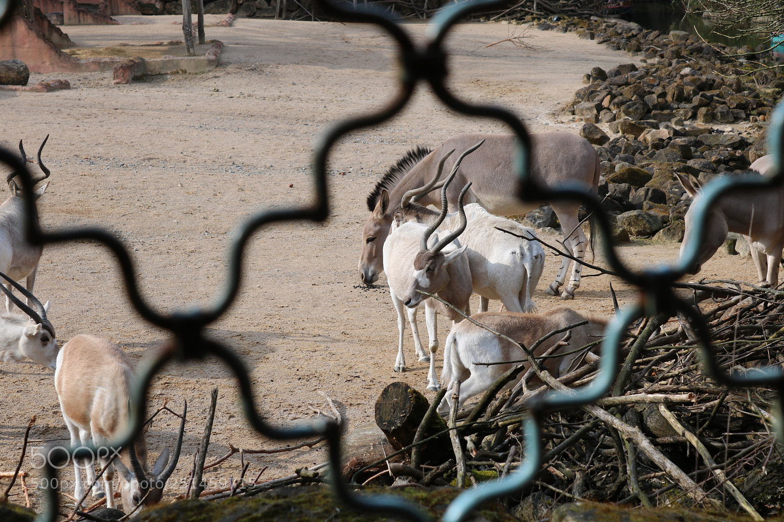 Canon EOS 750D (EOS Rebel T6i / EOS Kiss X8i) sample photo. Addax antilopen photography