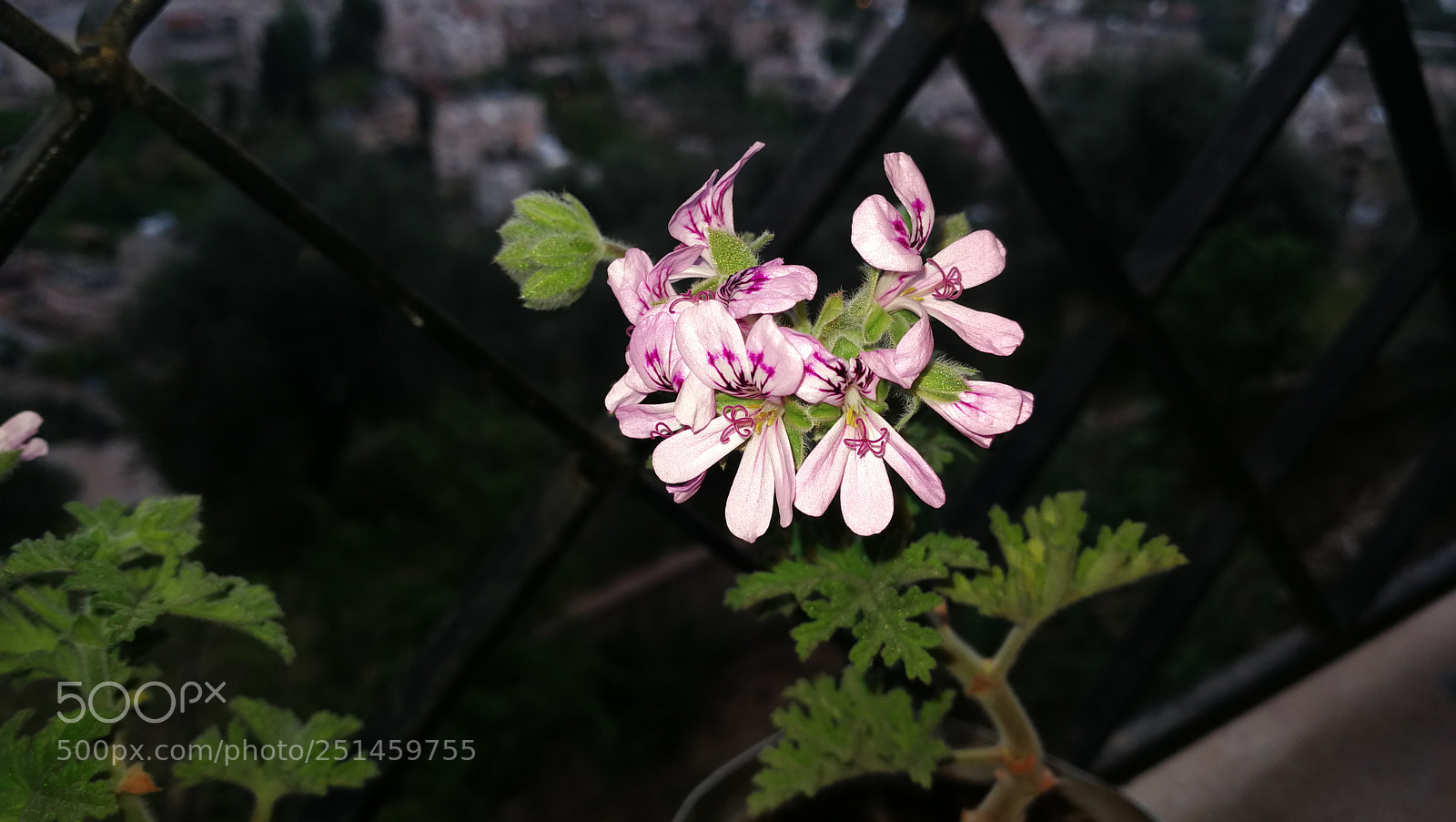 HUAWEI Mate 9 sample photo. Untitled photography