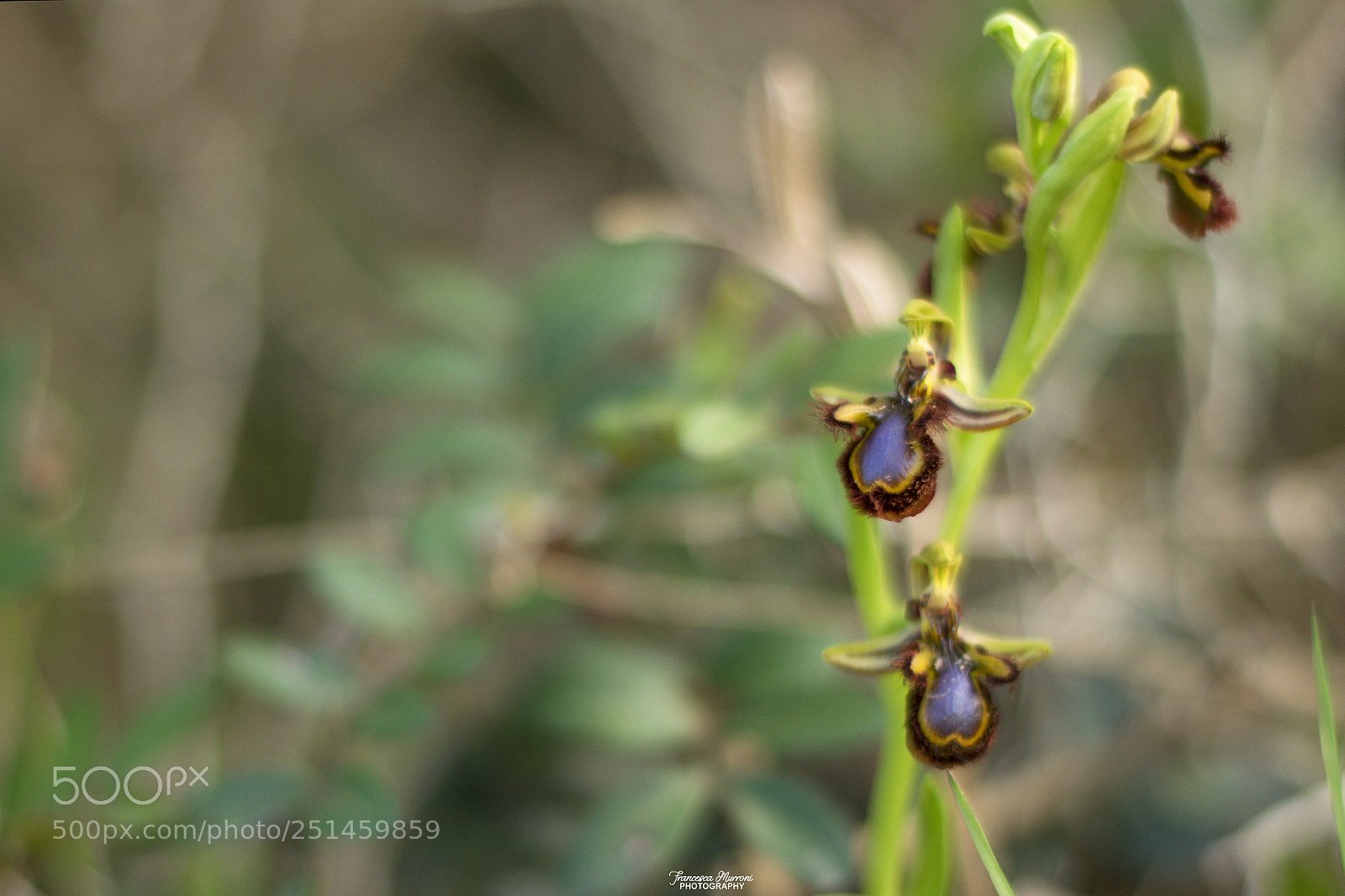 Nikon D5300 sample photo. Ophris speculum photography