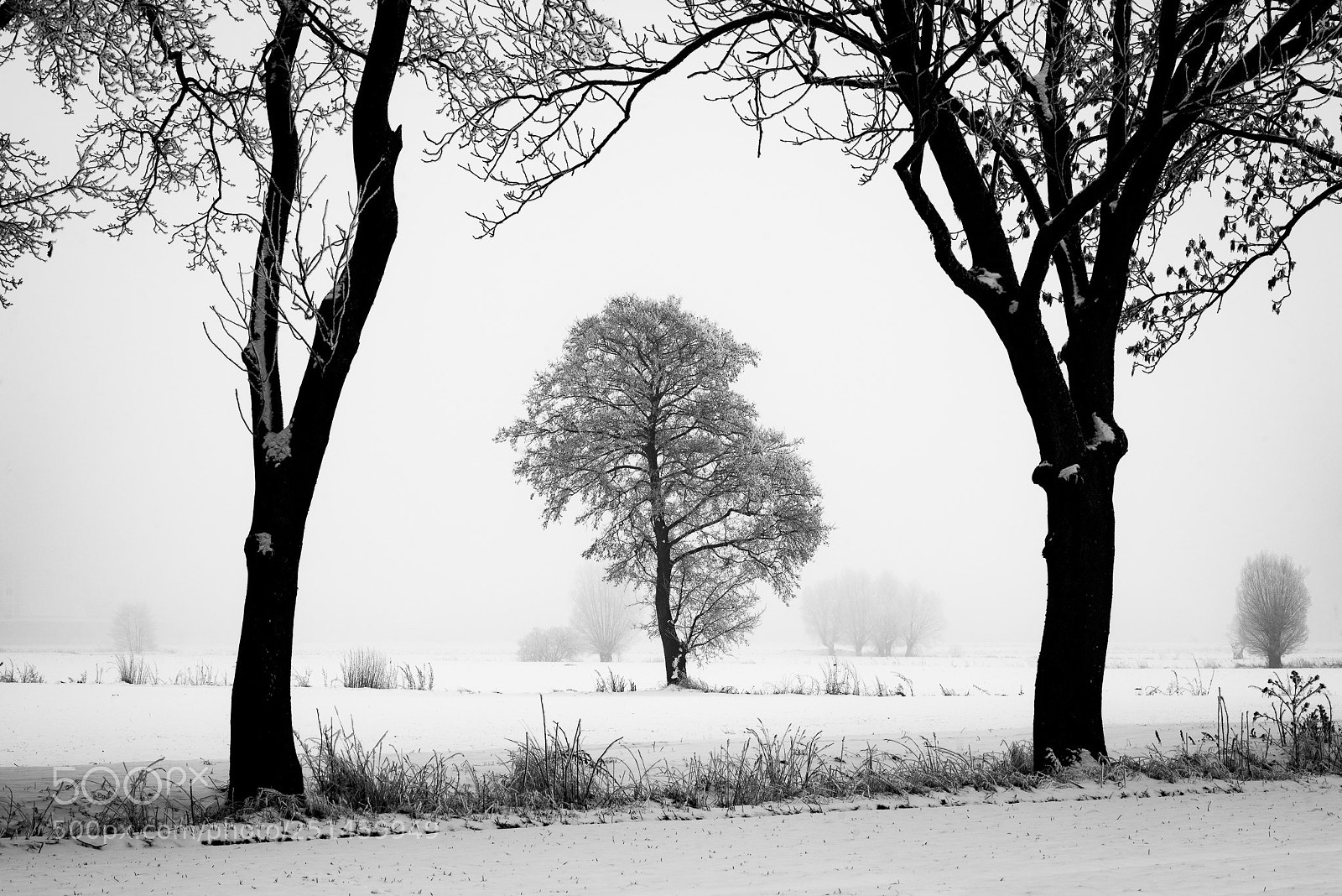 Nikon D800 sample photo. A lonely tree photography