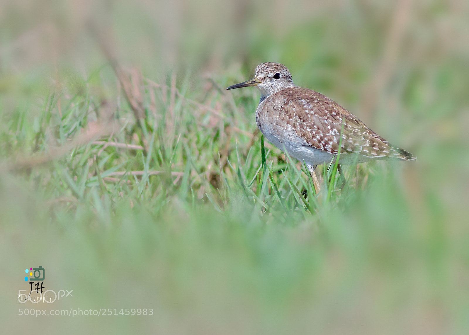 Canon EOS 70D sample photo. Green sandpiper photography