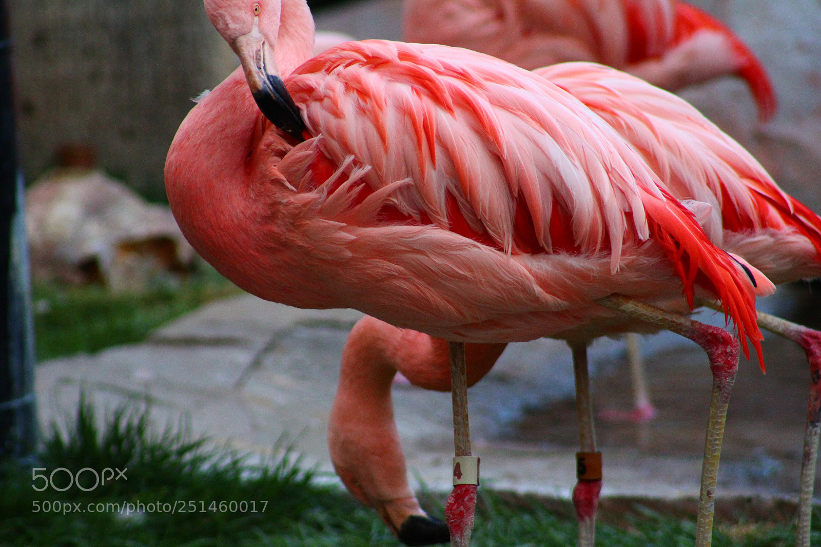 Canon EF 75-300mm f/4-5.6 sample photo. Flamingo photography
