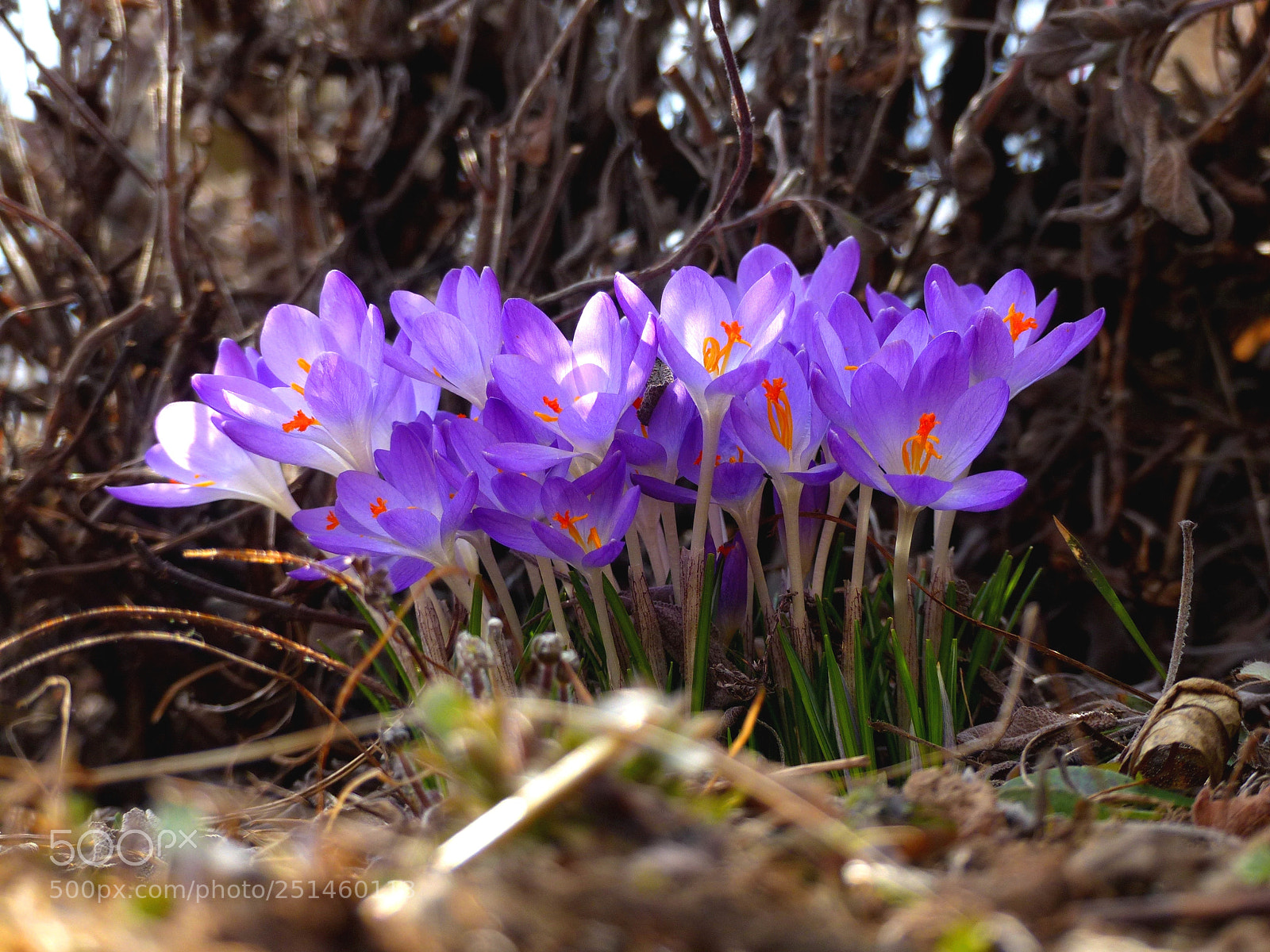 Panasonic Lumix DMC-FZ200 sample photo. Finaly spring! photography