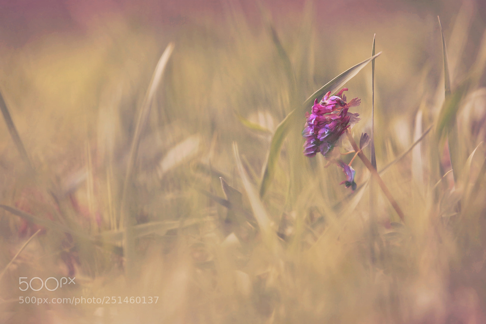Canon EOS 80D sample photo. Violet birth photography