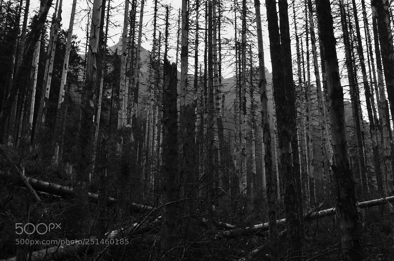 Nikon D90 sample photo. In the wood photography