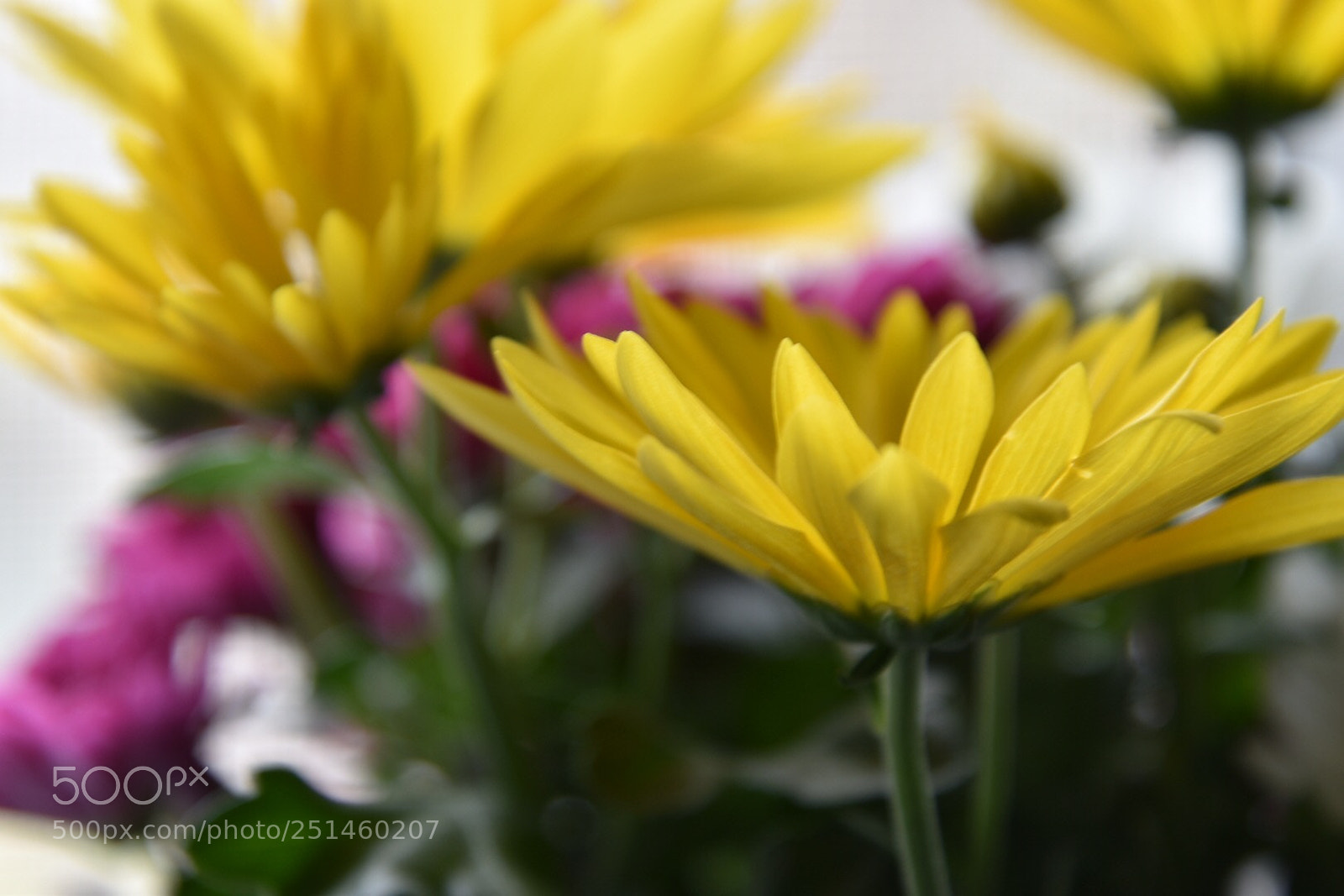 Nikon D5600 sample photo. Beautiful flowers photography