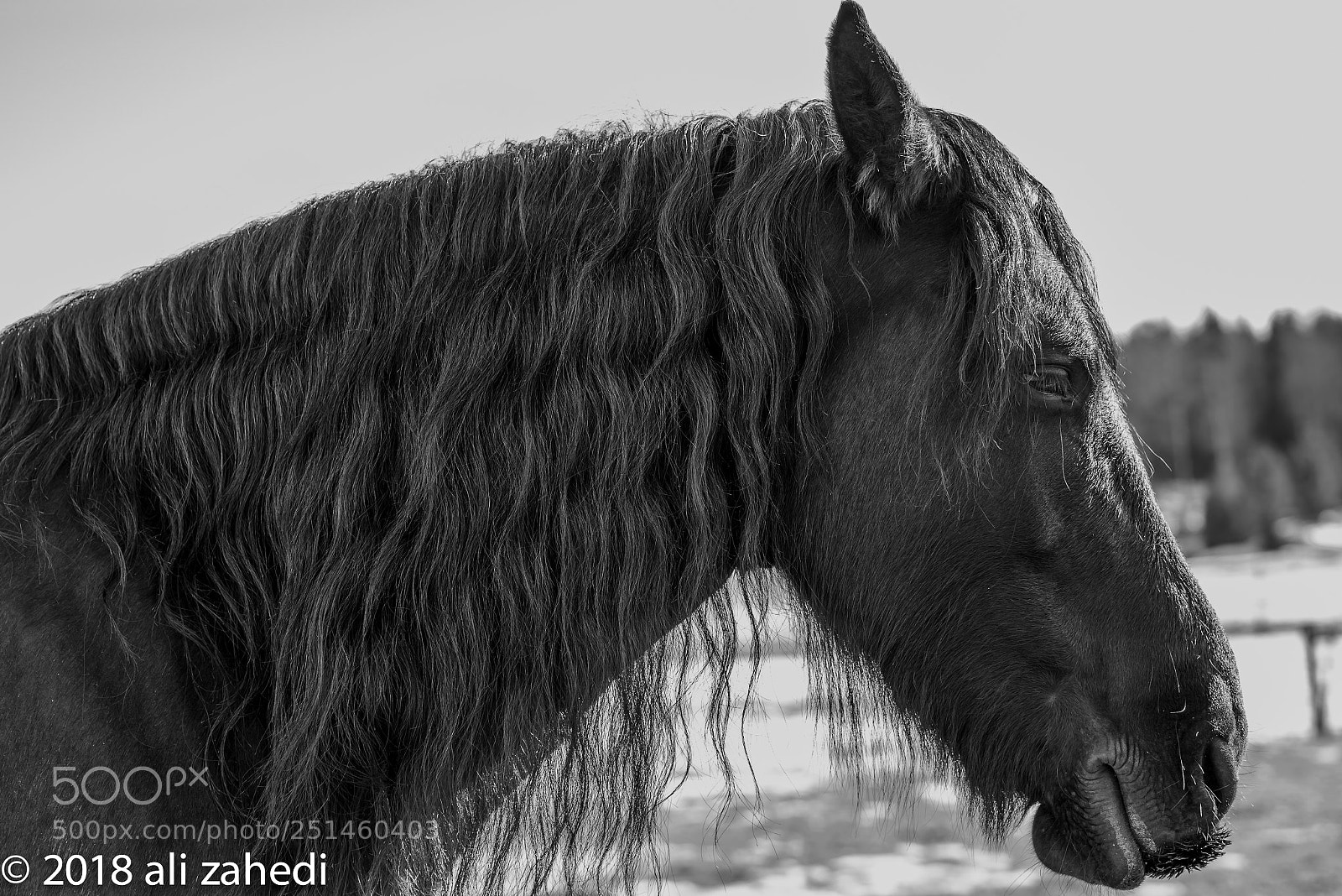 Sony a7R II sample photo. B horse photography