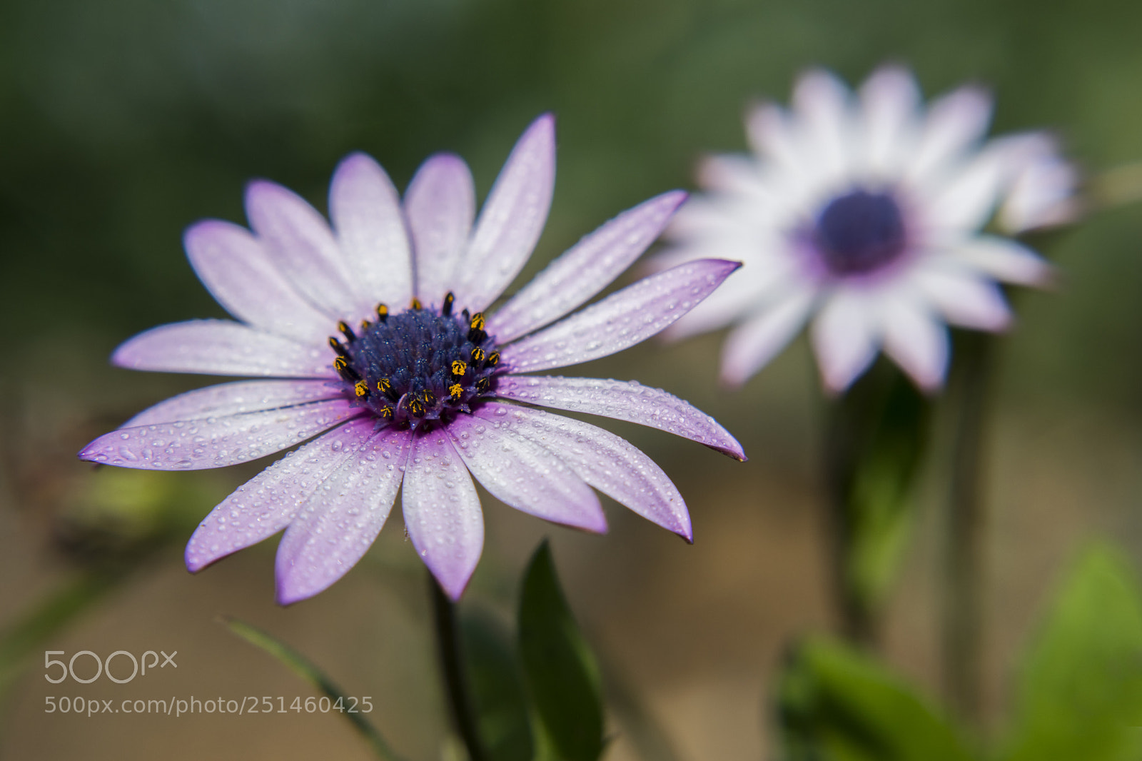 Nikon D5300 sample photo. Untitled photography