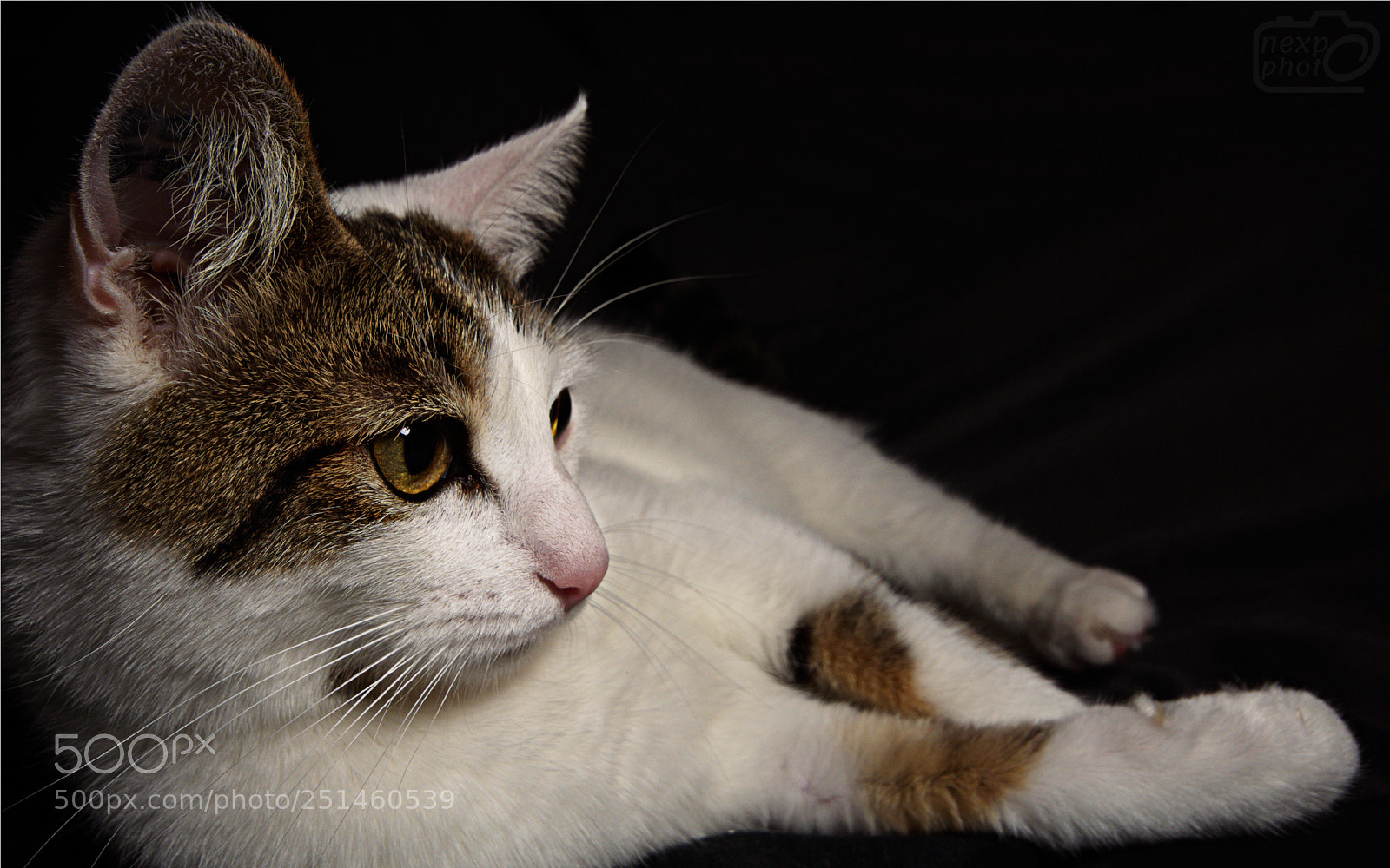 Nikon D7100 sample photo. Bella photography