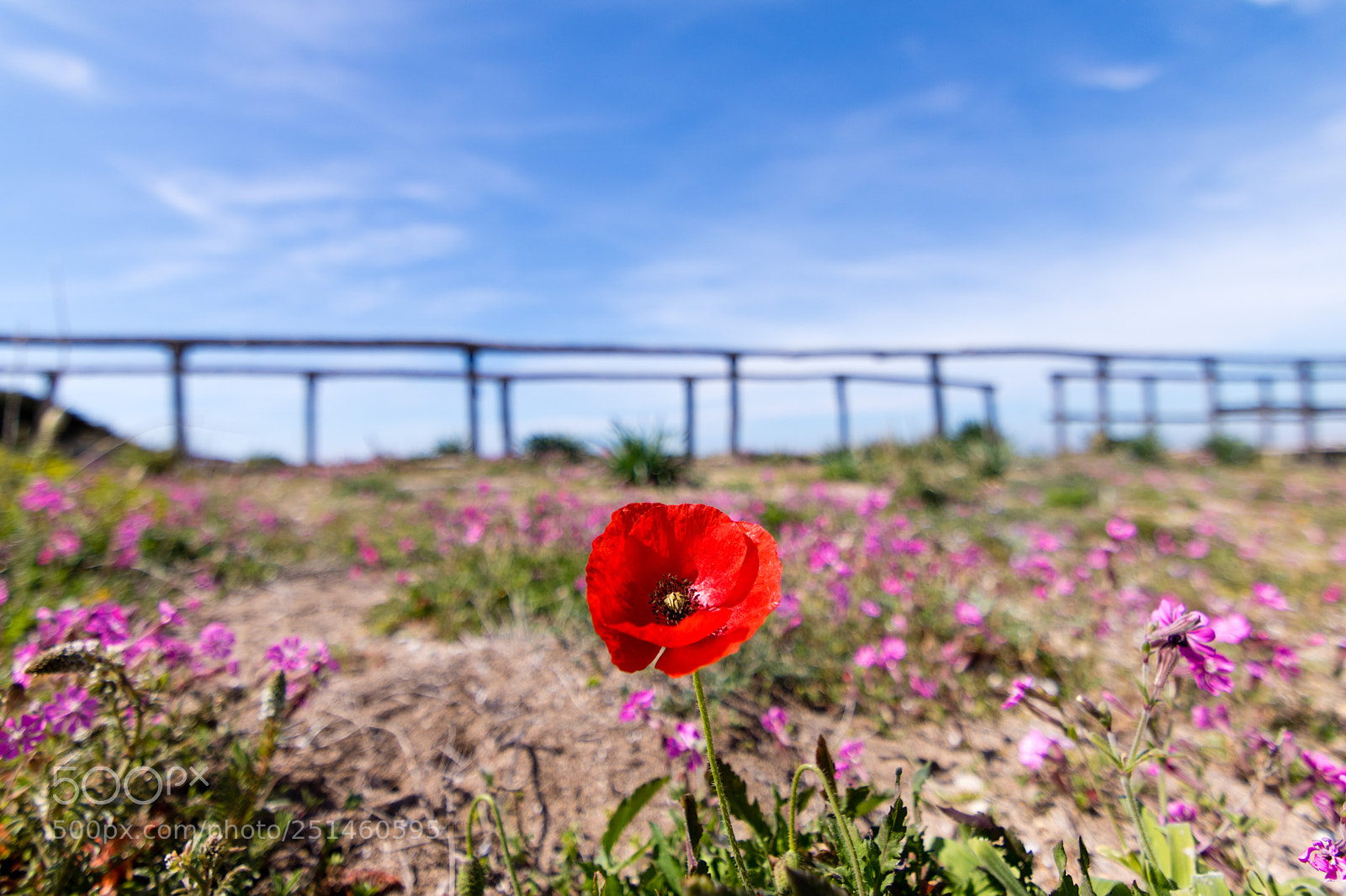 Canon EOS 750D (EOS Rebel T6i / EOS Kiss X8i) sample photo. Poppy at salina dei photography