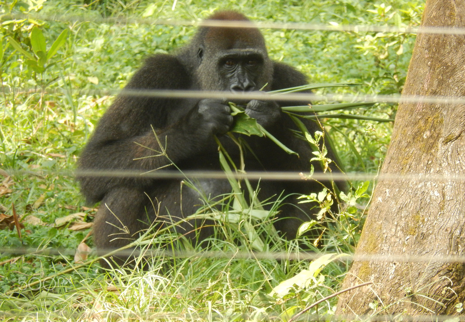 Nikon Coolpix S9500 sample photo. Gorilla photography