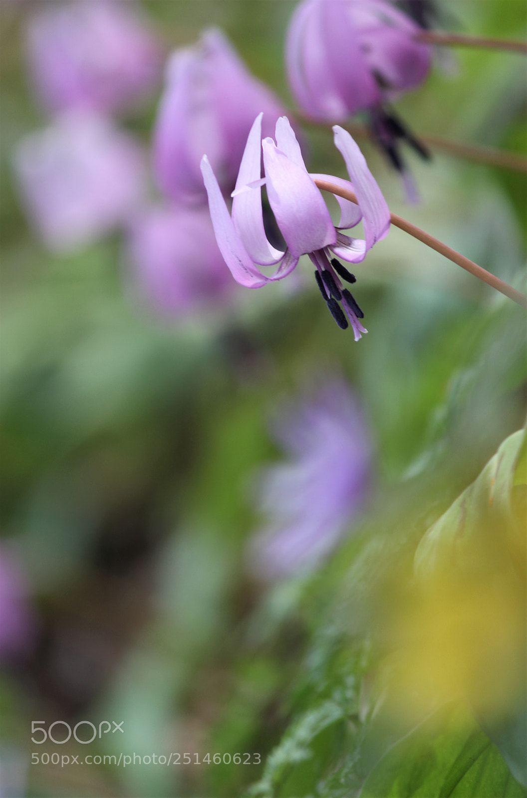 Canon EOS 60D sample photo. Early spring photography