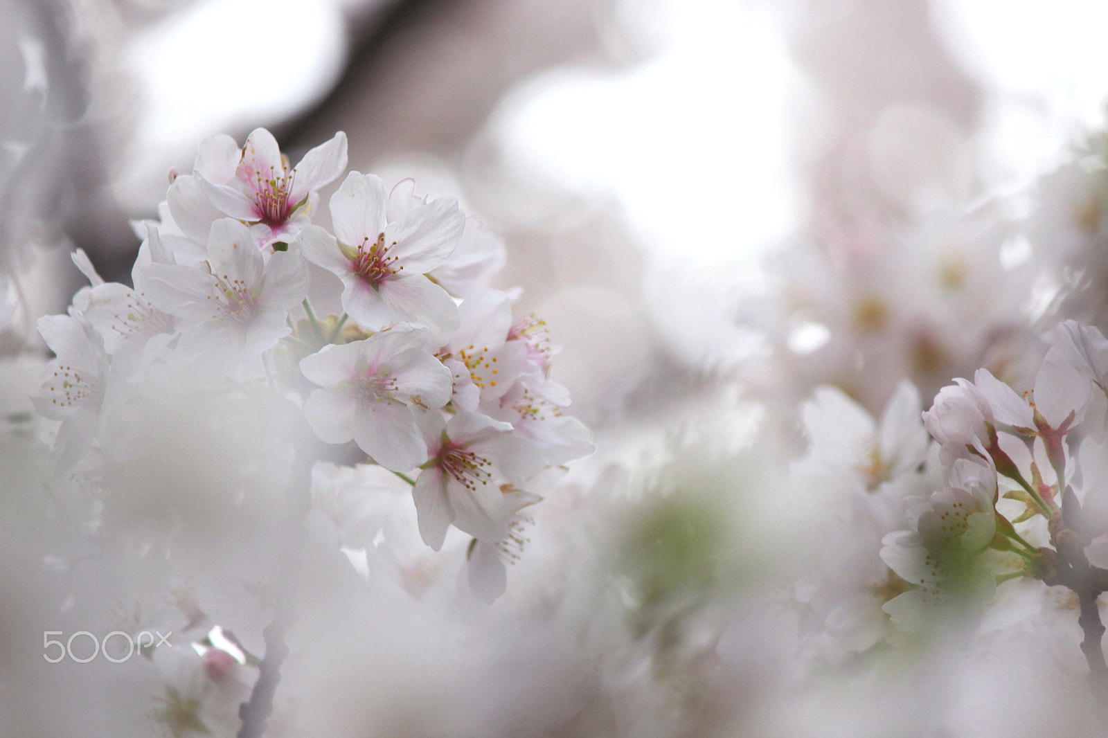 Canon EF-S 55-250mm F4-5.6 IS II sample photo. Full bloom photography