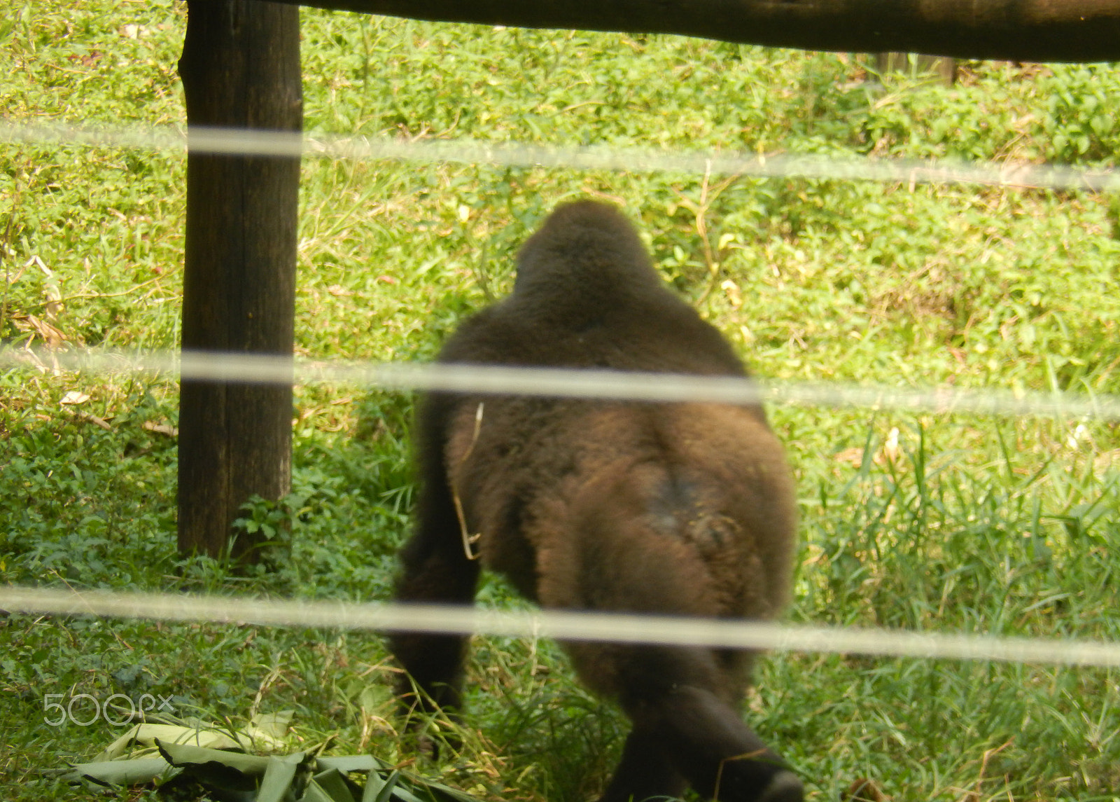 Nikon Coolpix S9500 sample photo. Gorilla photography