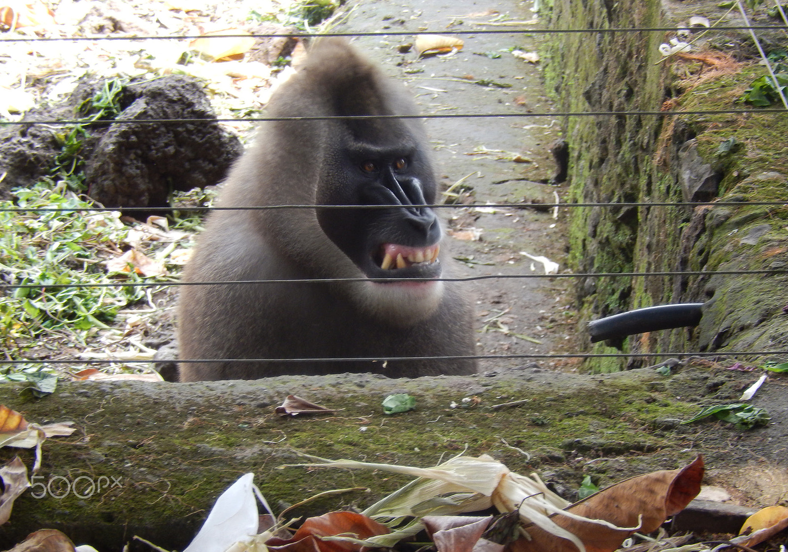 Nikon Coolpix S9500 sample photo. Gorilla photography