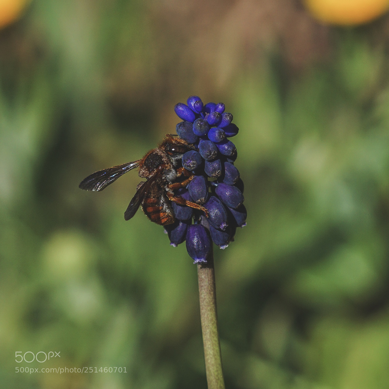 Sony a6000 sample photo. Red bee photography