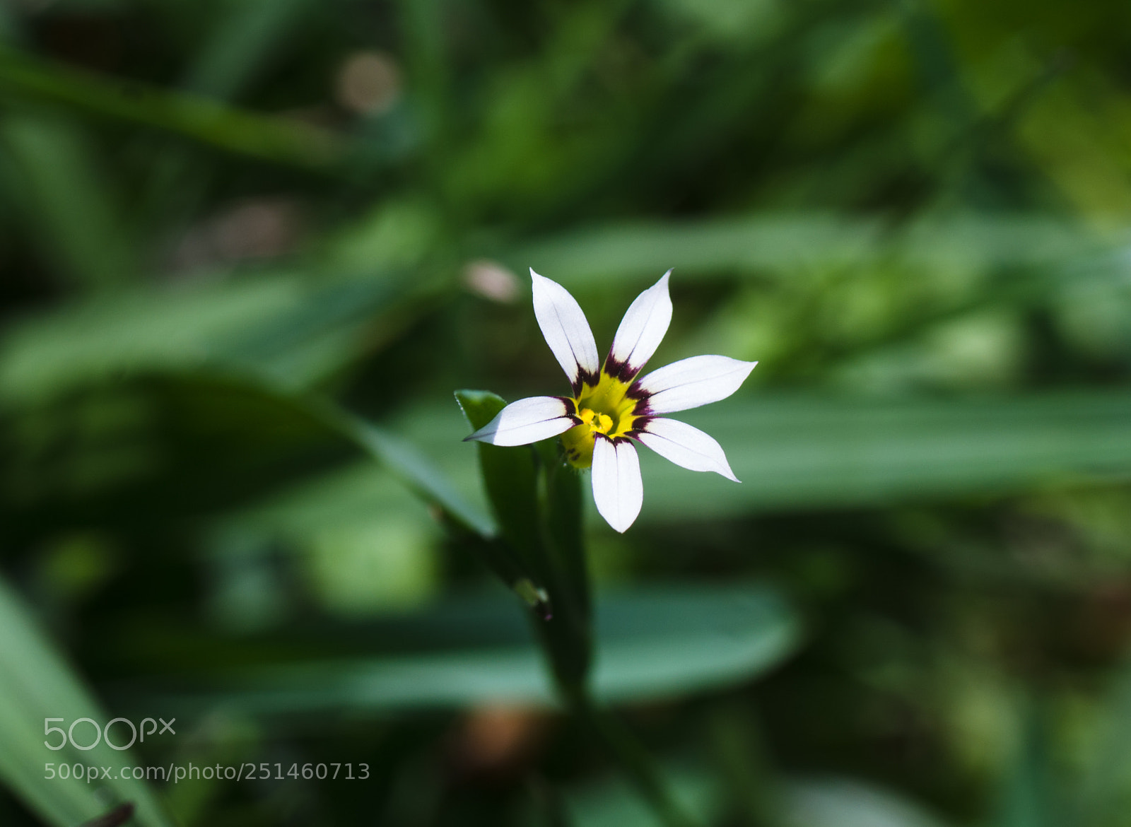 Sony SLT-A99V sample photo. Wild flower photography