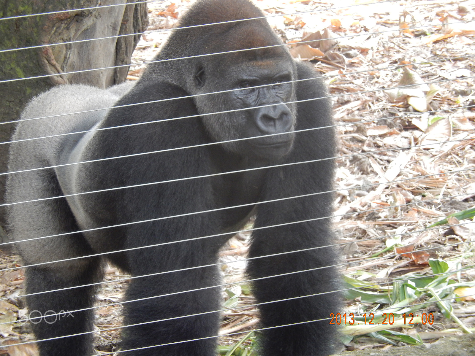 Nikon Coolpix S9500 sample photo. Gorilla photography