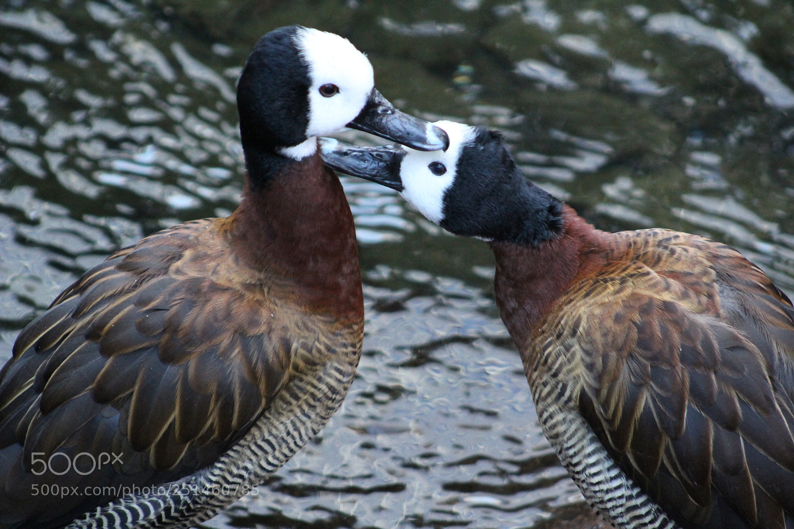 Canon EF 75-300mm f/4-5.6 sample photo. Playfulfowl photography