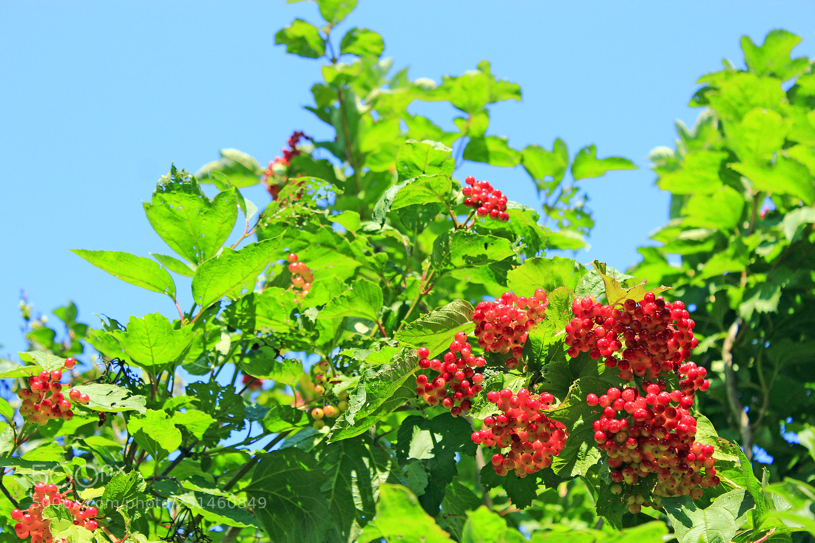 Canon EOS 600D (Rebel EOS T3i / EOS Kiss X5) sample photo. Clusters of red ripe photography
