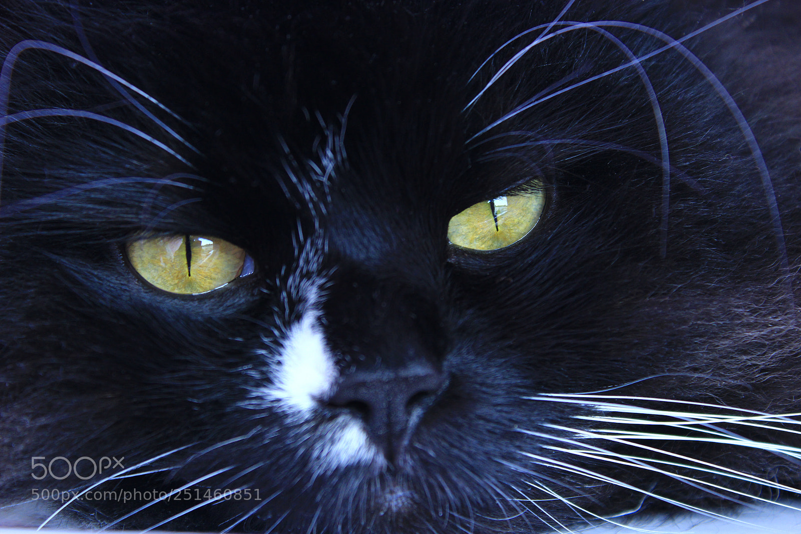 Canon EOS 600D (Rebel EOS T3i / EOS Kiss X5) sample photo. Feline muzzle lying and photography