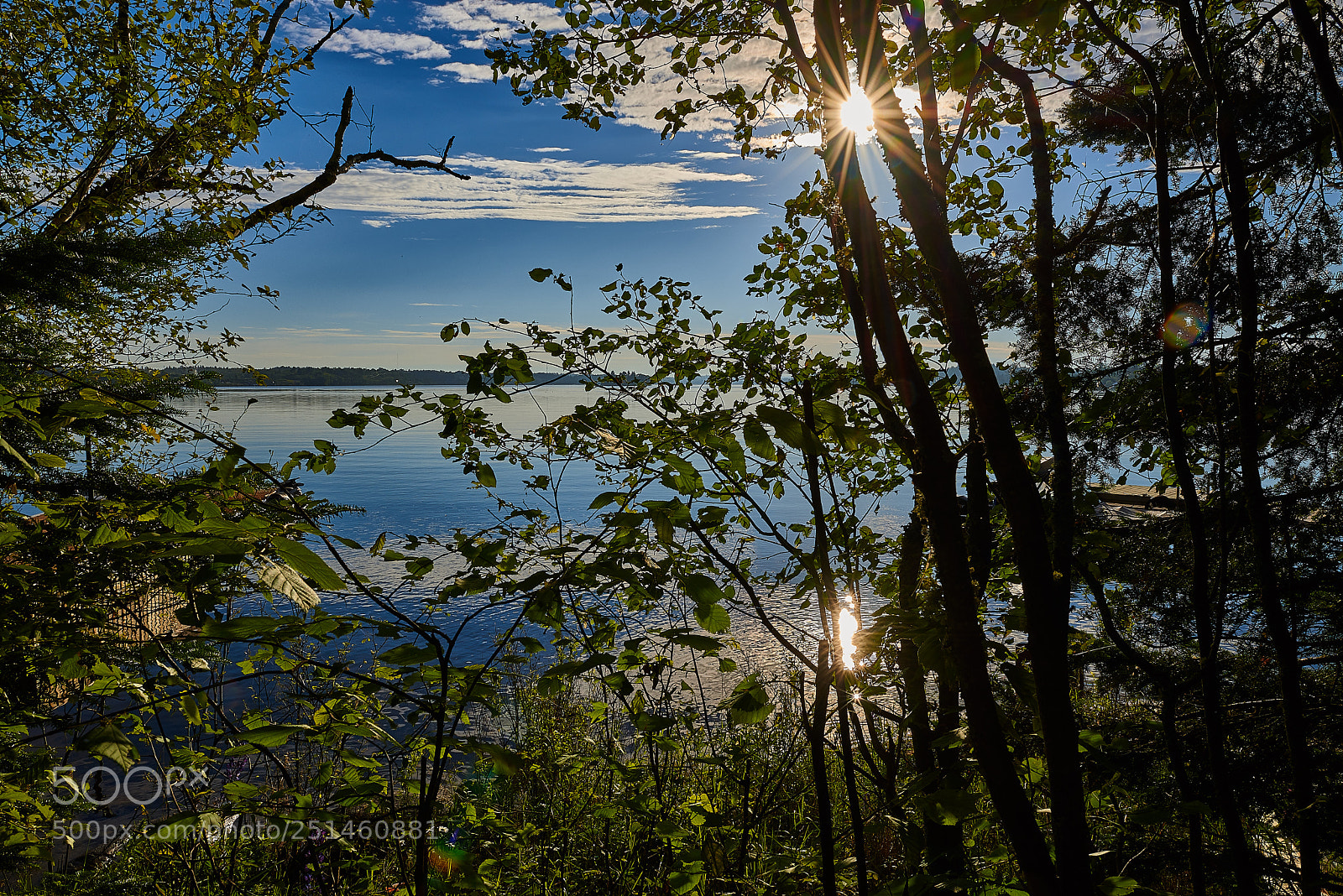 Nikon D610 sample photo. Sunburst twixt trees photography