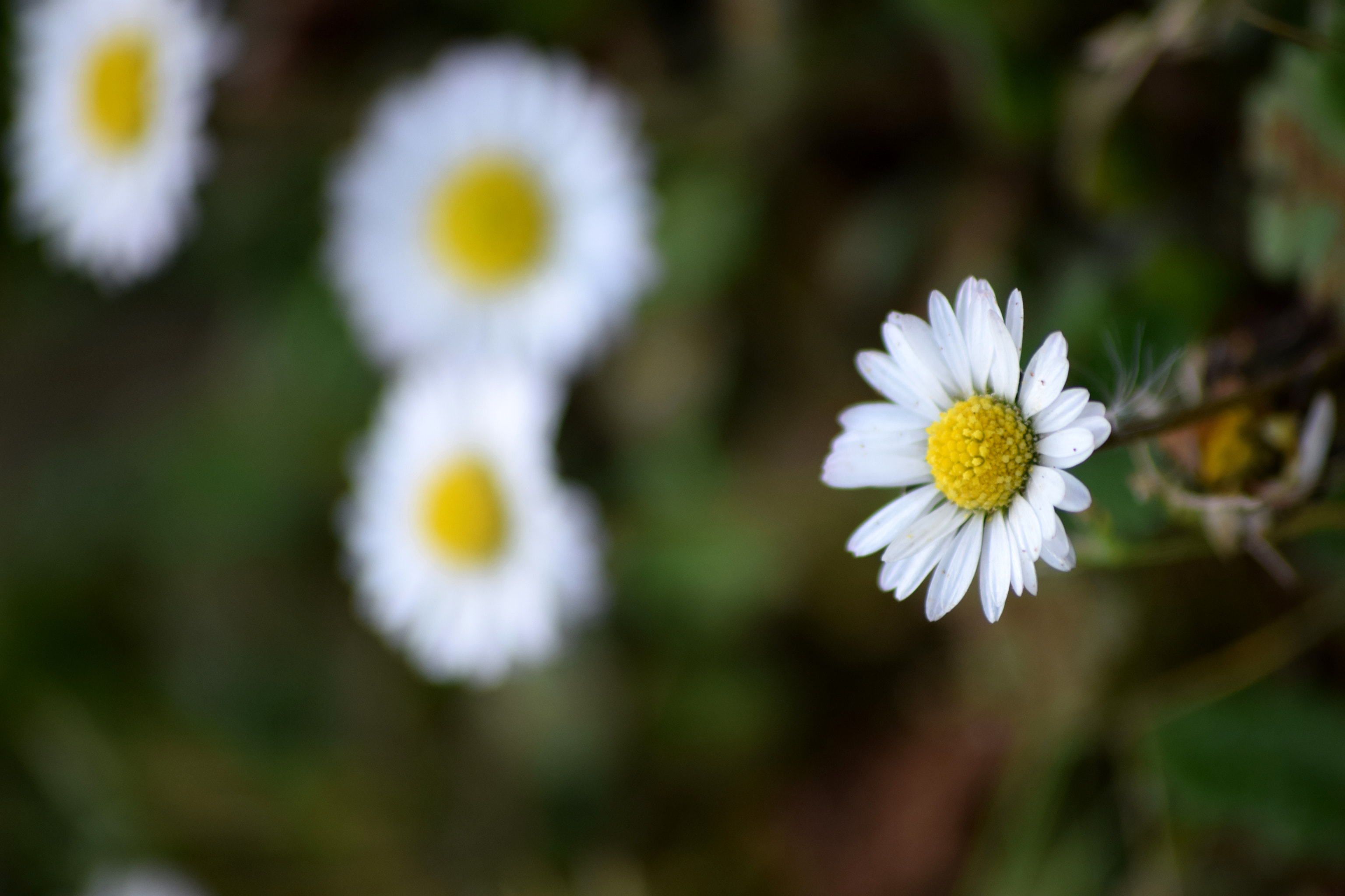 Nikon D3300 + Sigma 70-300mm F4-5.6 APO DG Macro sample photo. Flower photography