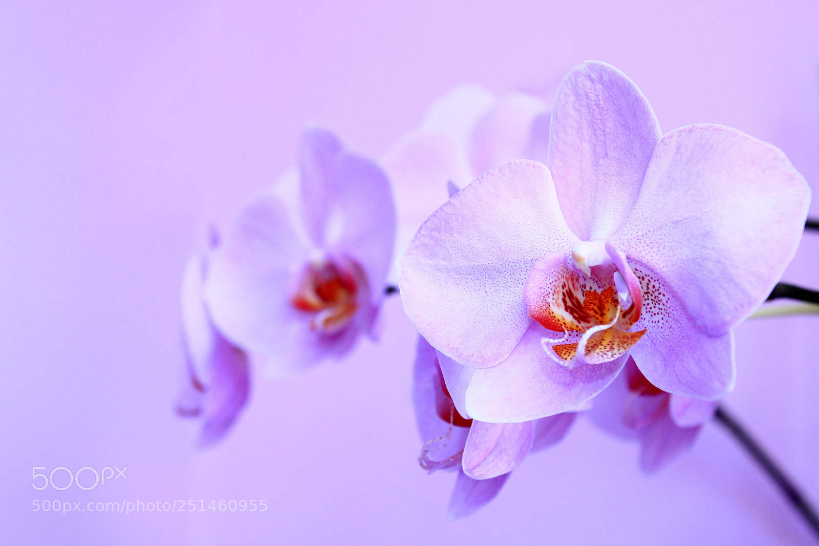 Canon EOS 600D (Rebel EOS T3i / EOS Kiss X5) sample photo. Pink orchid. branch of photography