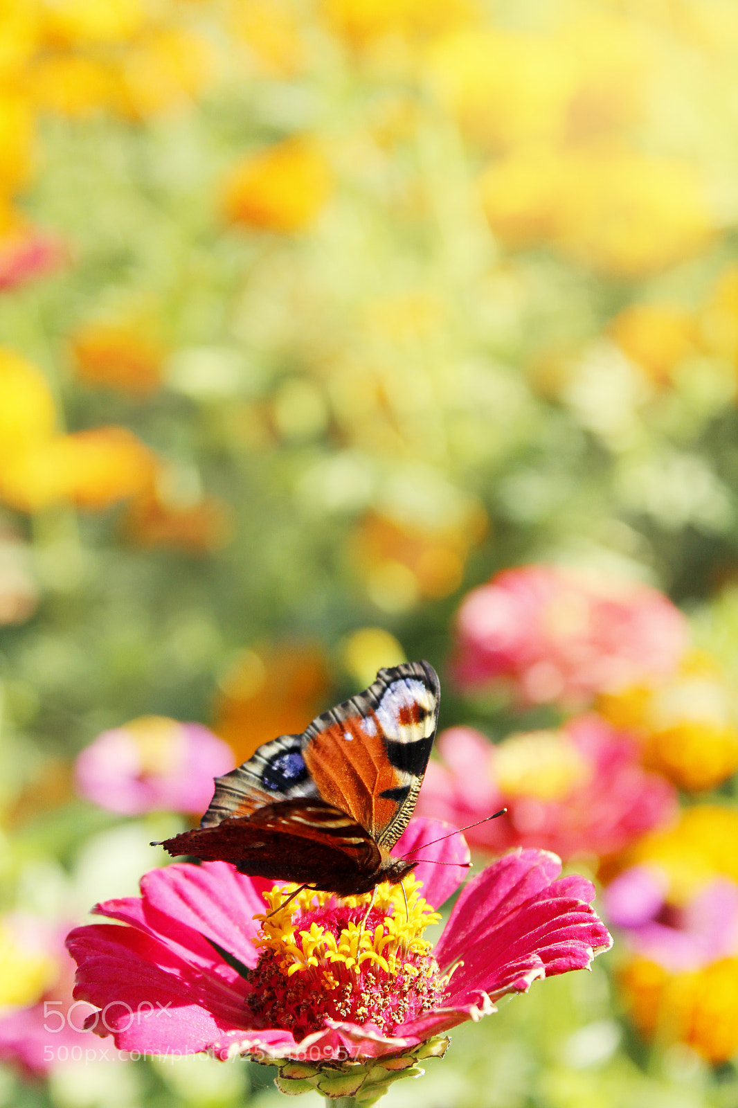 Canon EOS 600D (Rebel EOS T3i / EOS Kiss X5) sample photo. Macro of butterfly peacock photography