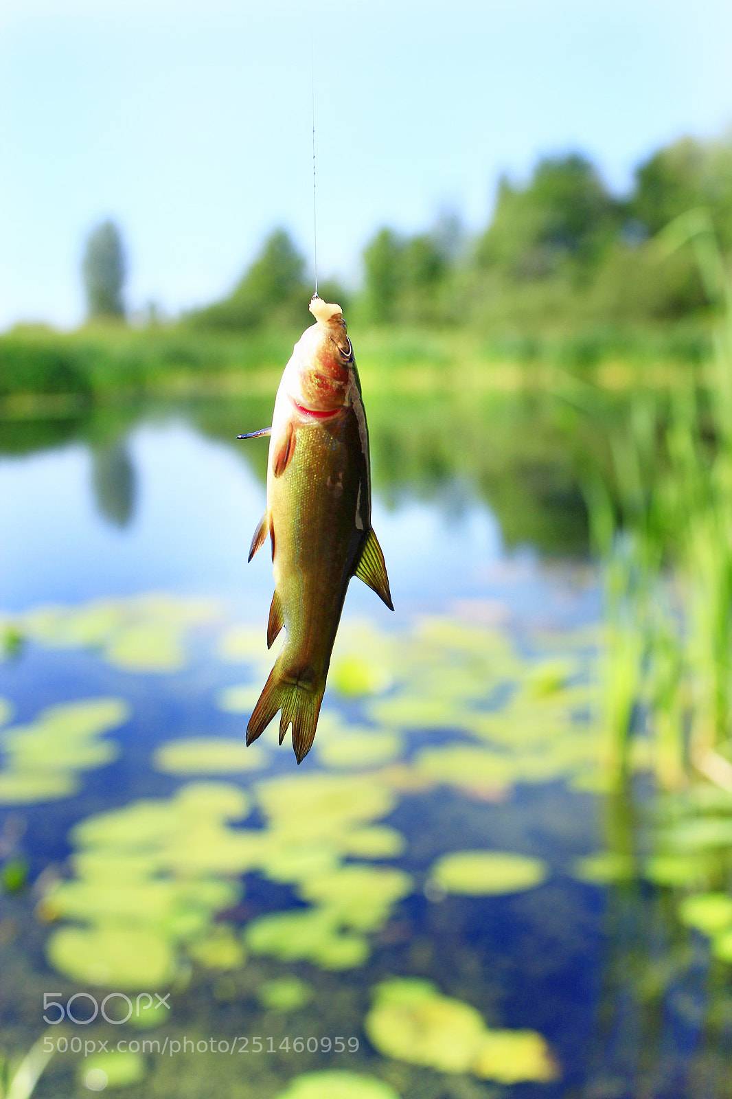 Canon EOS 600D (Rebel EOS T3i / EOS Kiss X5) sample photo. Small tench caught on photography