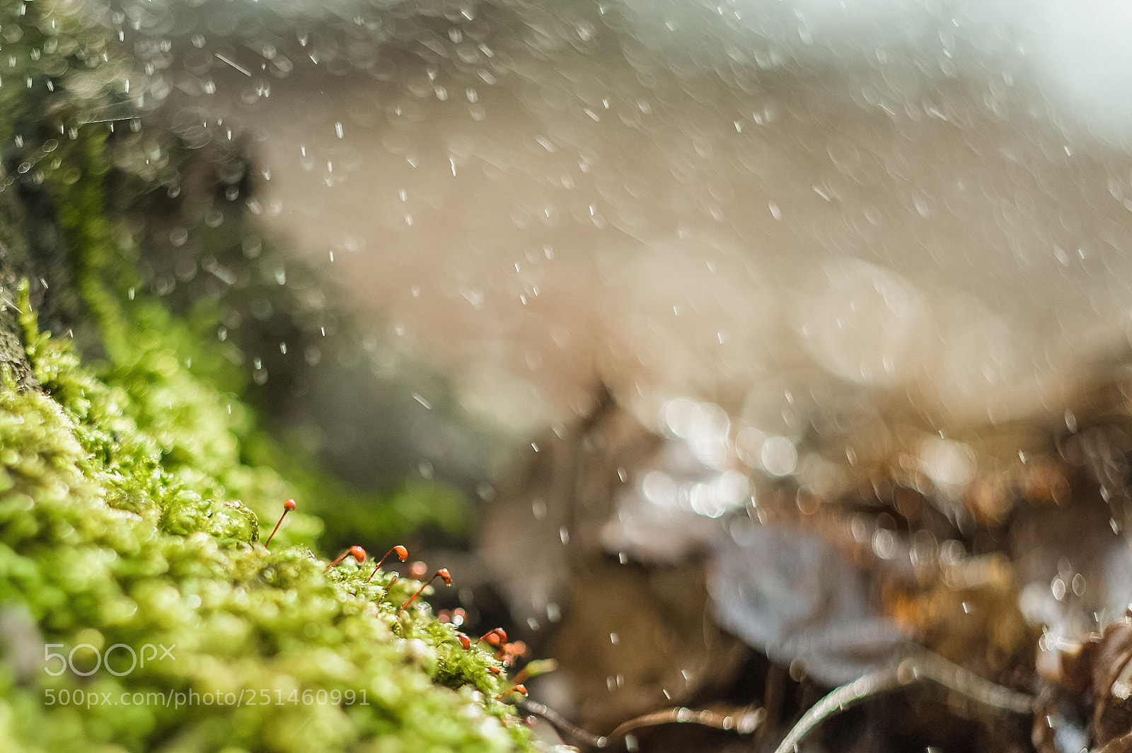 Nikon D700 sample photo. *** photography