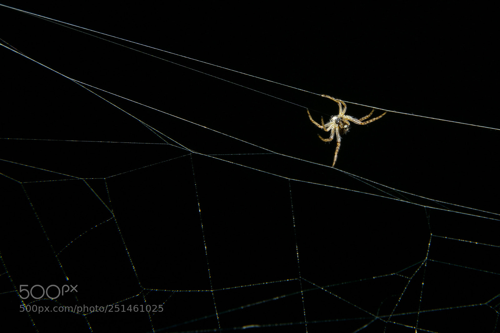 Nikon D5300 sample photo. Untitled photography