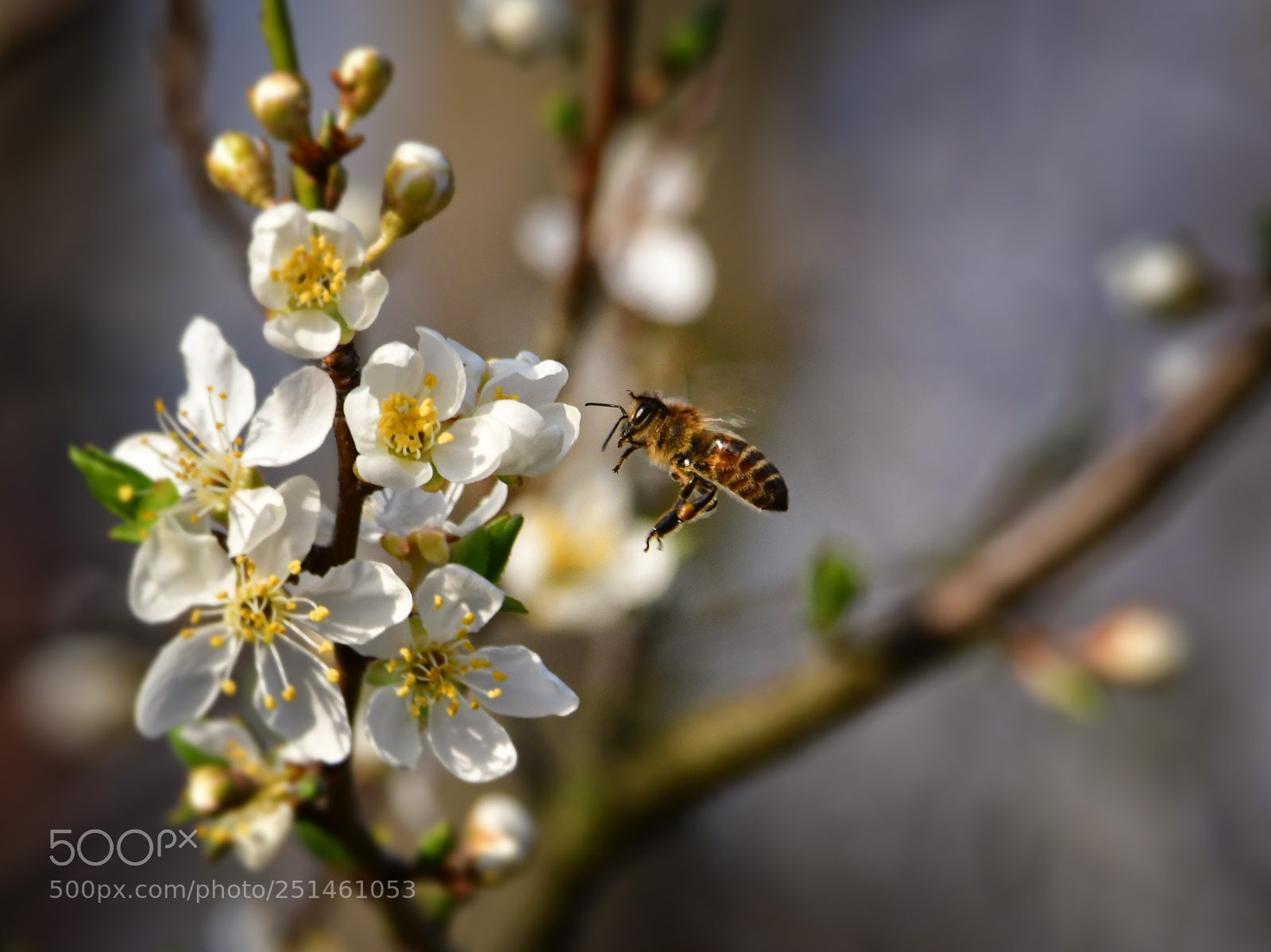 Nikon D500 sample photo. Spring i photography