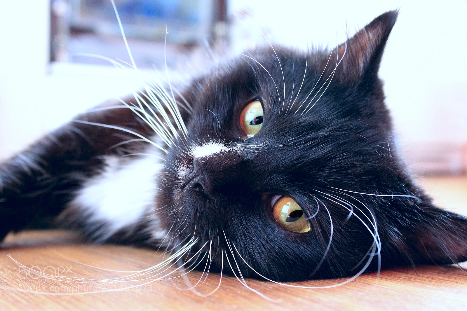 Canon EOS 600D (Rebel EOS T3i / EOS Kiss X5) sample photo. Black cat lying on photography