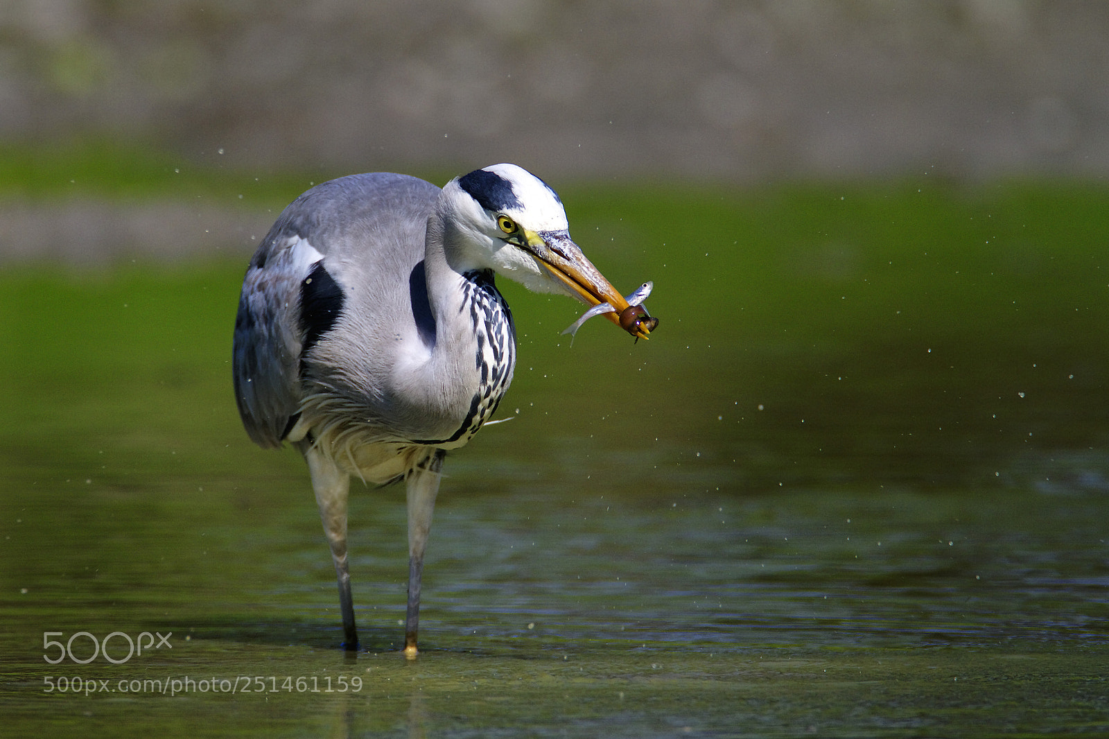 Canon EOS 7D sample photo. Fish for dinner photography