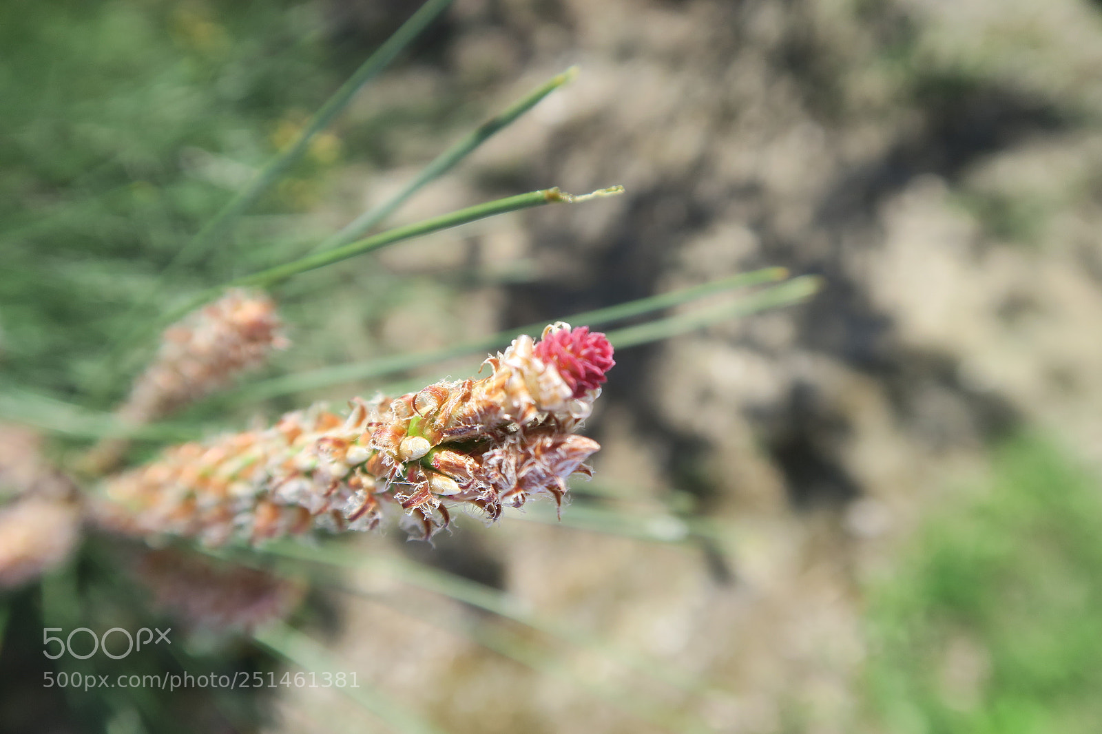 Canon PowerShot G7 X sample photo. Pine photography