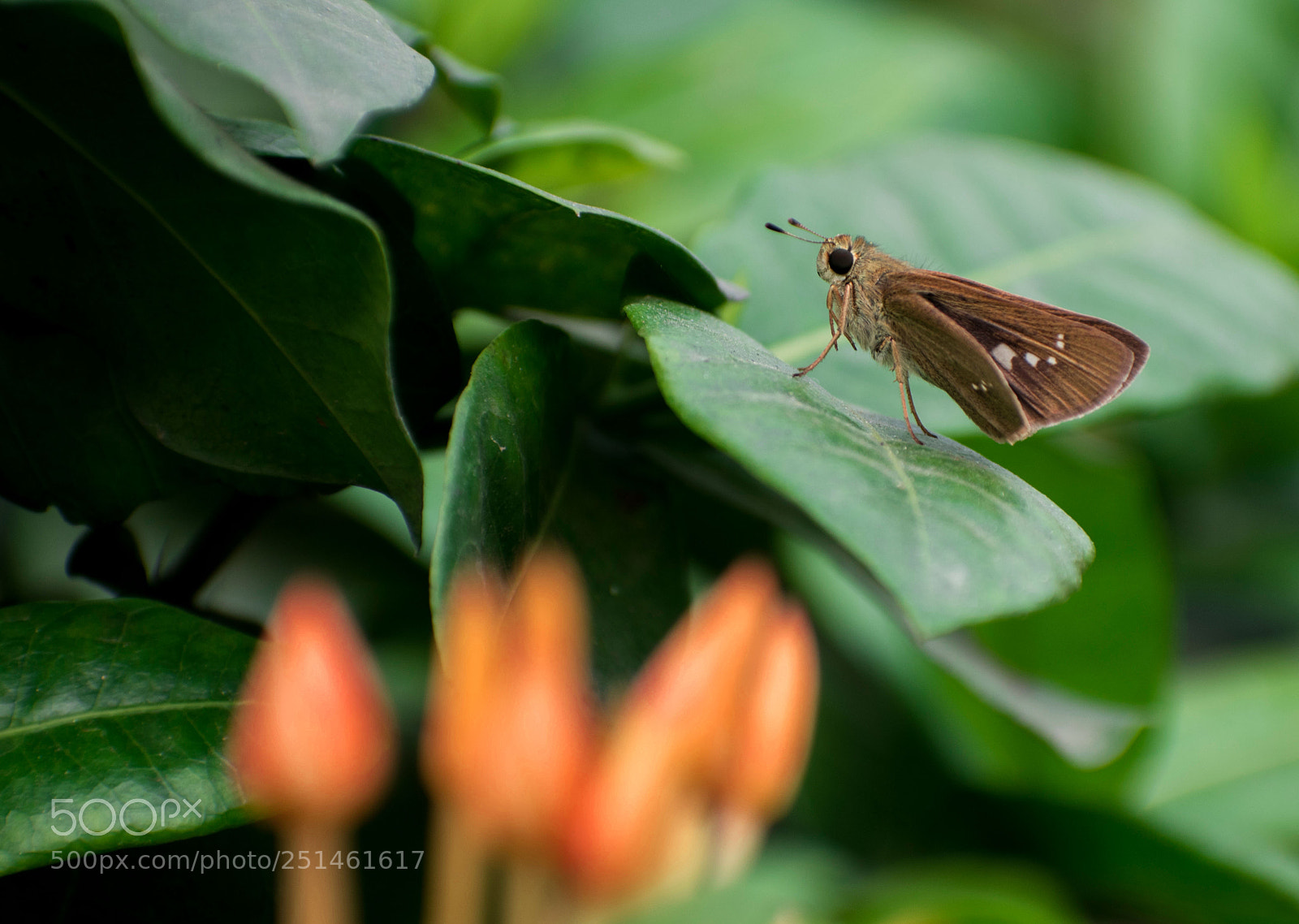 Nikon D5500 sample photo. Moth photography