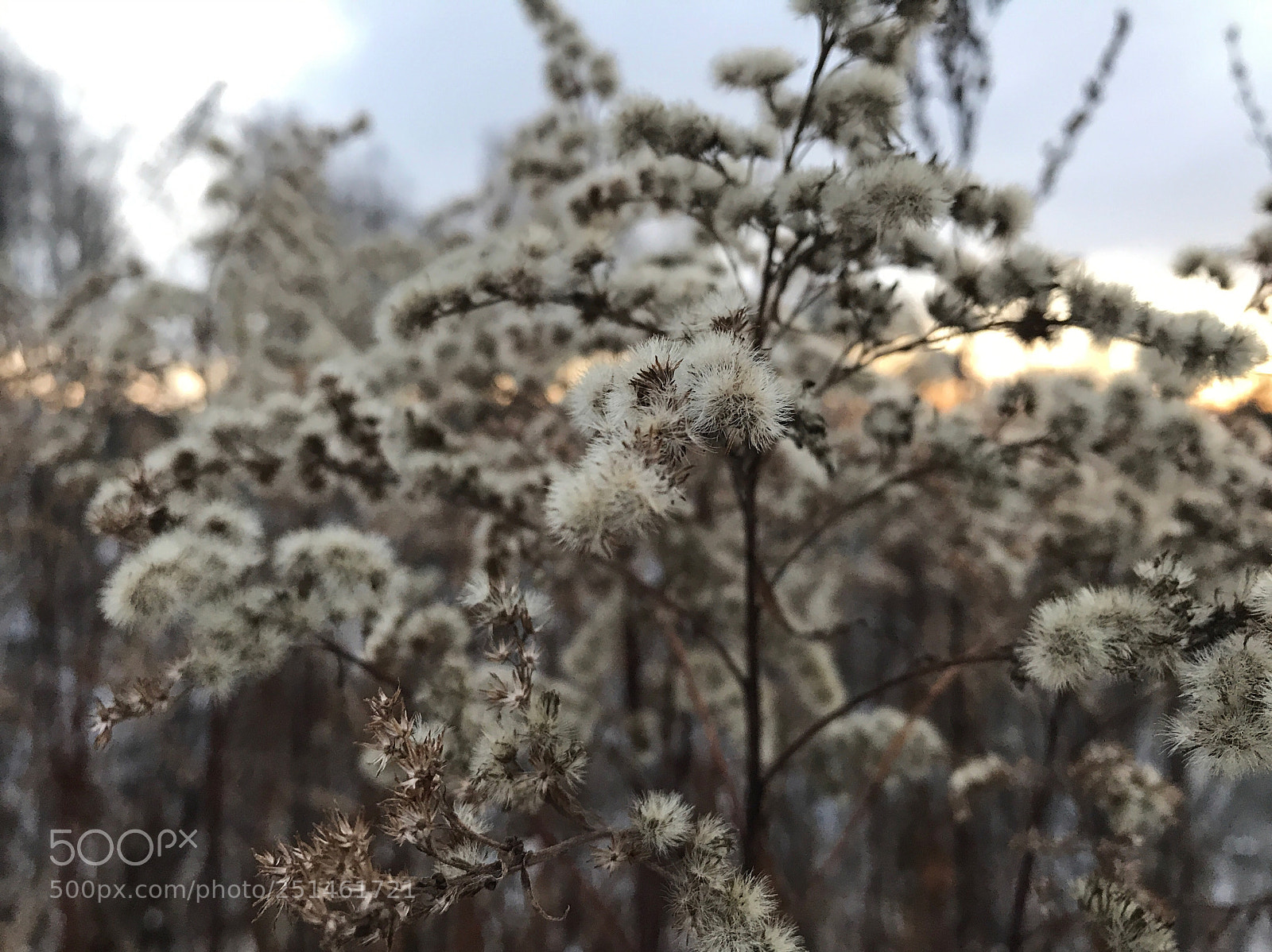Apple iPhone 7 sample photo. Untitled photography