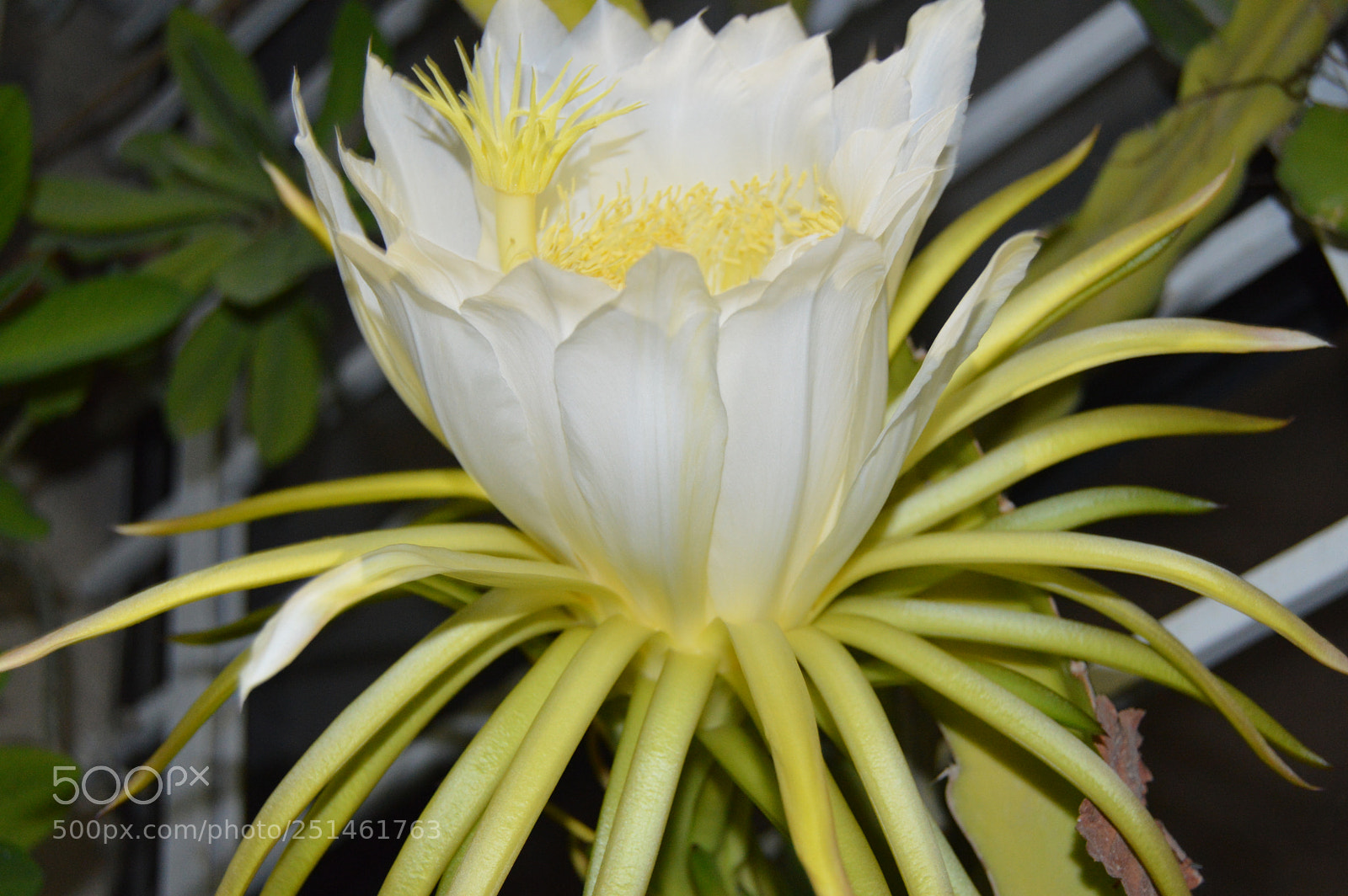 Nikon D3200 sample photo. Queen of the night photography