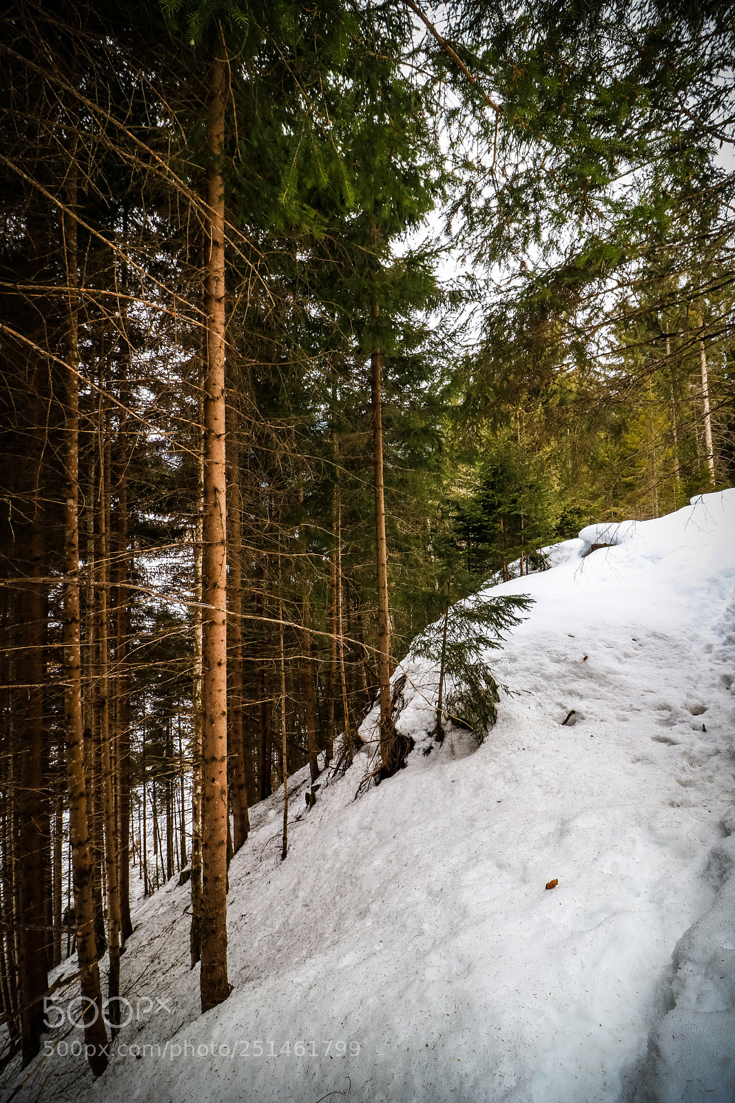 Canon EOS 80D sample photo. Waiting for spring [4/6] photography