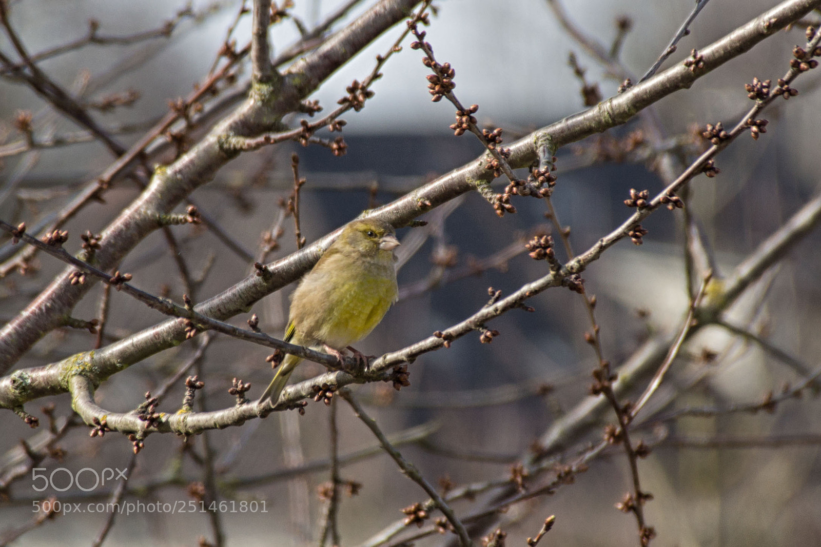 Canon EOS 700D (EOS Rebel T5i / EOS Kiss X7i) sample photo. Bird photography