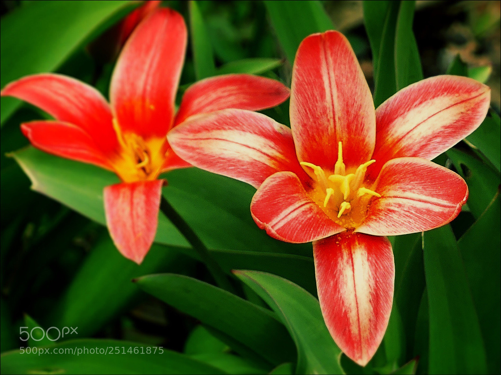 Panasonic Lumix DMC-FZ300 sample photo. Red tulips.... photography