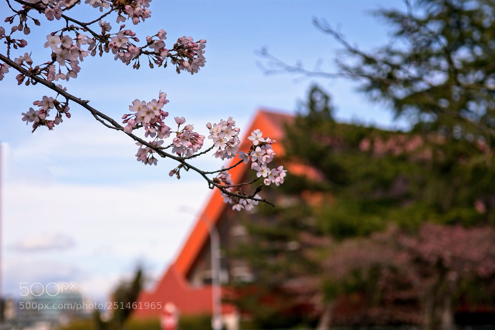 Nikon D200 sample photo. Cherry blossom  photography